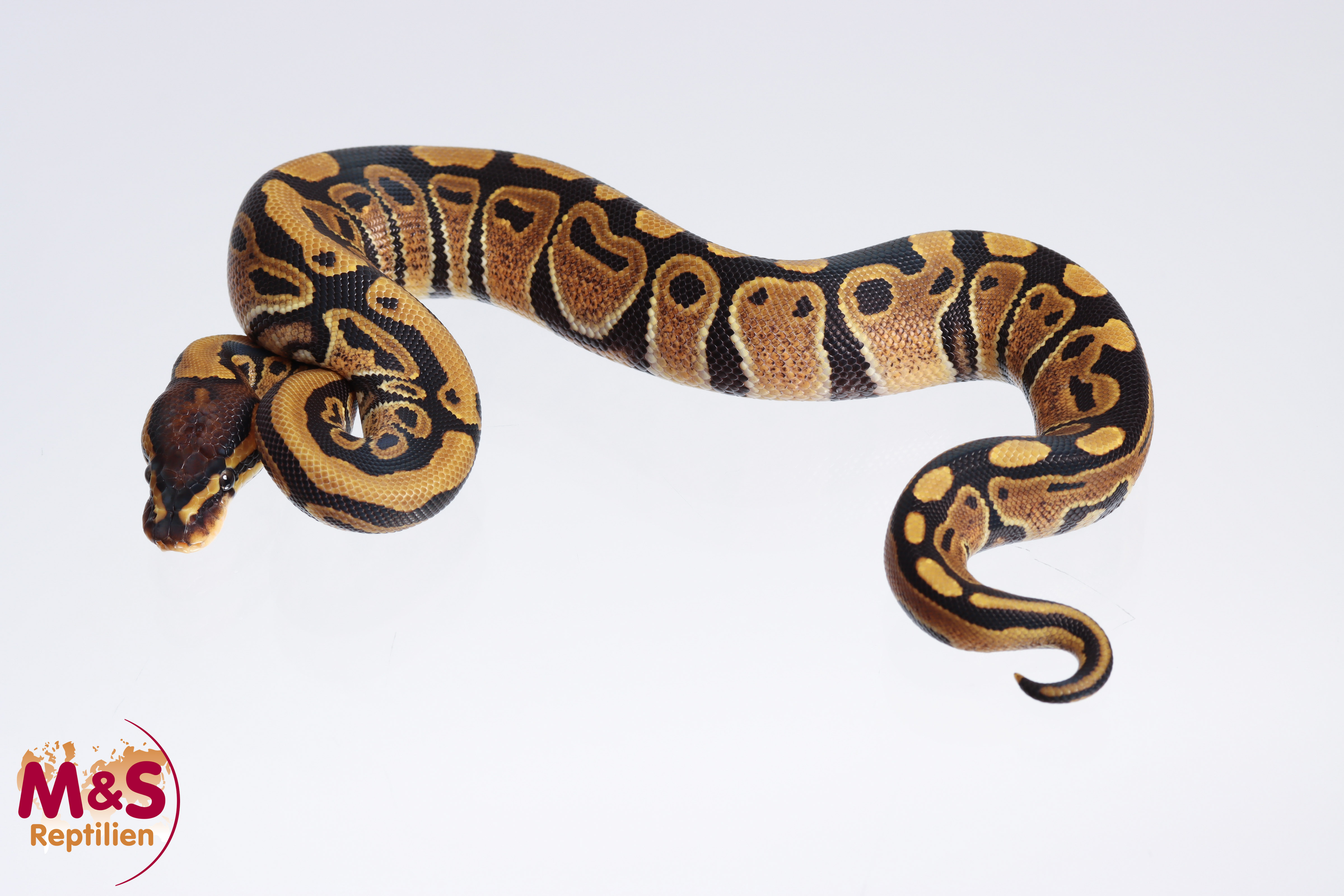 0.1 (Female) 100% doppel hetero Albino-Clown poss. Axantic VPI / SK Königspython NZ´M&S´23 Python re