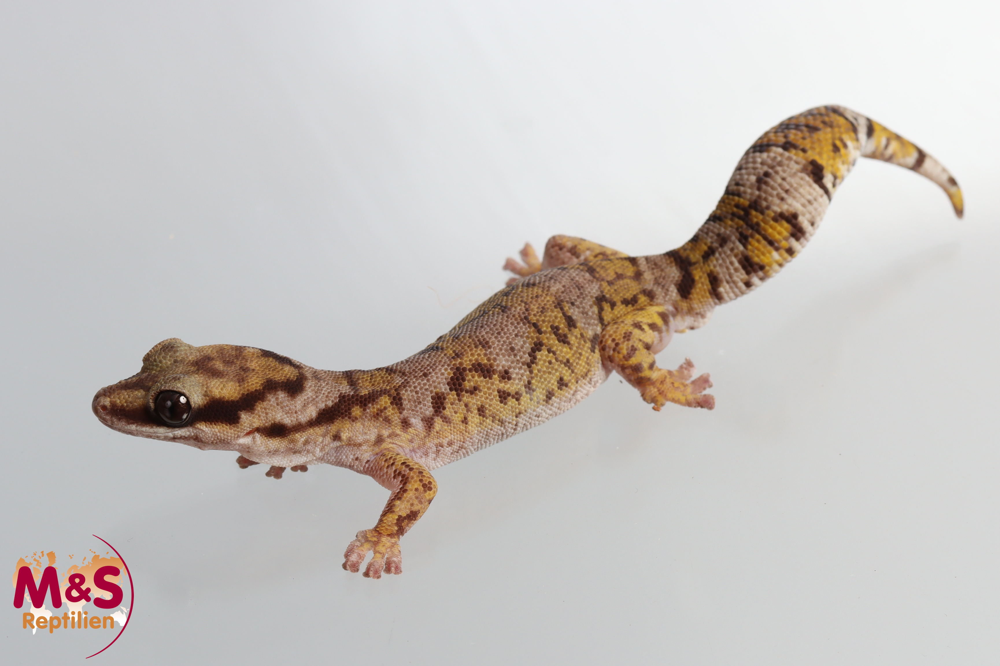 1.0 (Male) Nördlicher Samtgecko NZ'23 Oedura castelnaui (Originalbild)