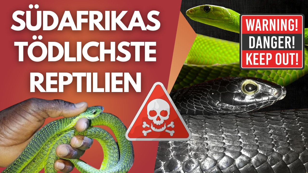 Diese Reptilien darfst du NIE unterschätzen – Lebensgefahr!💀