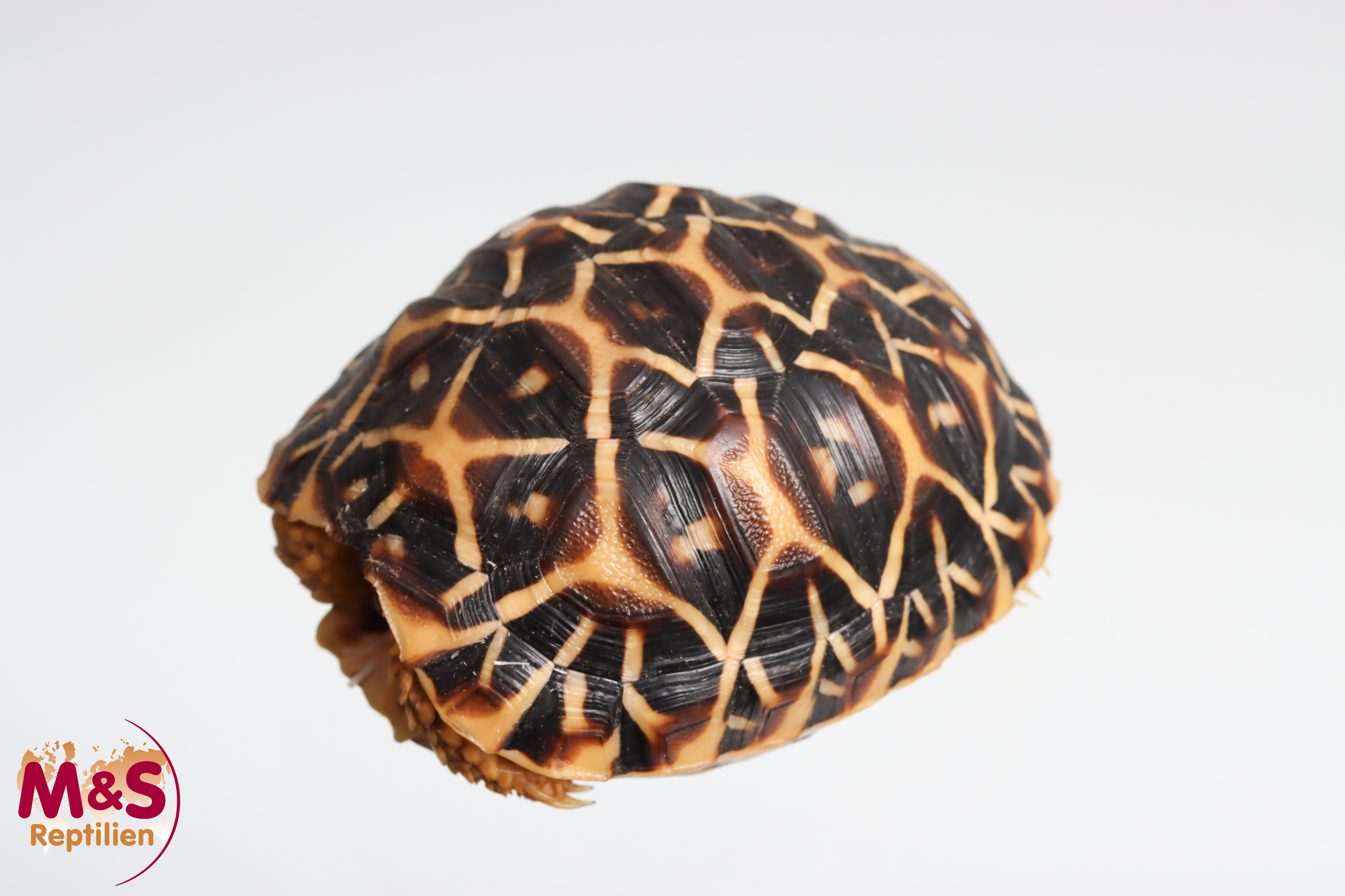 Sternschildkröte NZ´25 (small ca. 7,5 cm) Geochelone elegans (Originalbild)