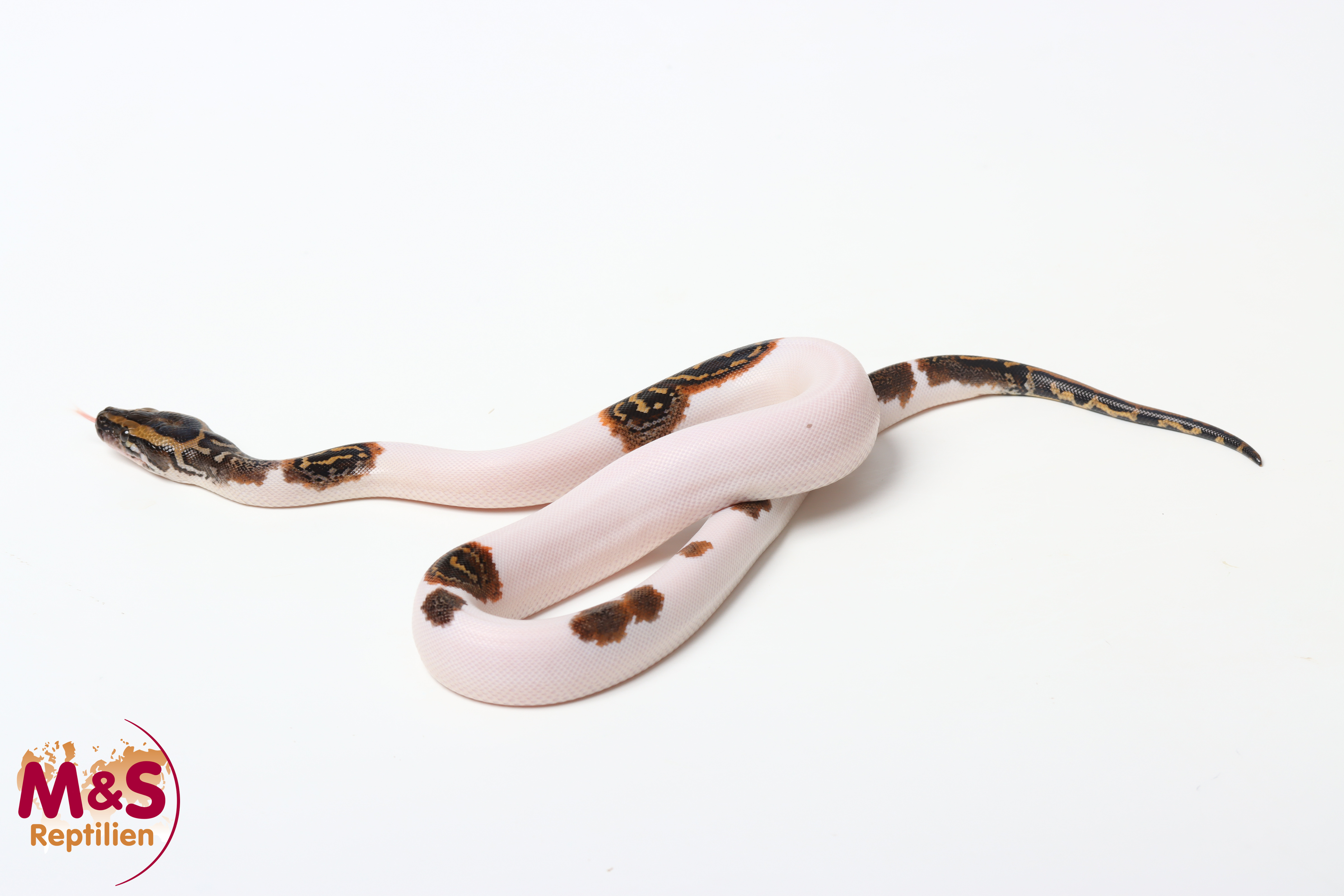 1.0 (Male) Piebald 100% hetero Caramel Tigerpython NZ'26 (ca.40cm) Python bivittatus