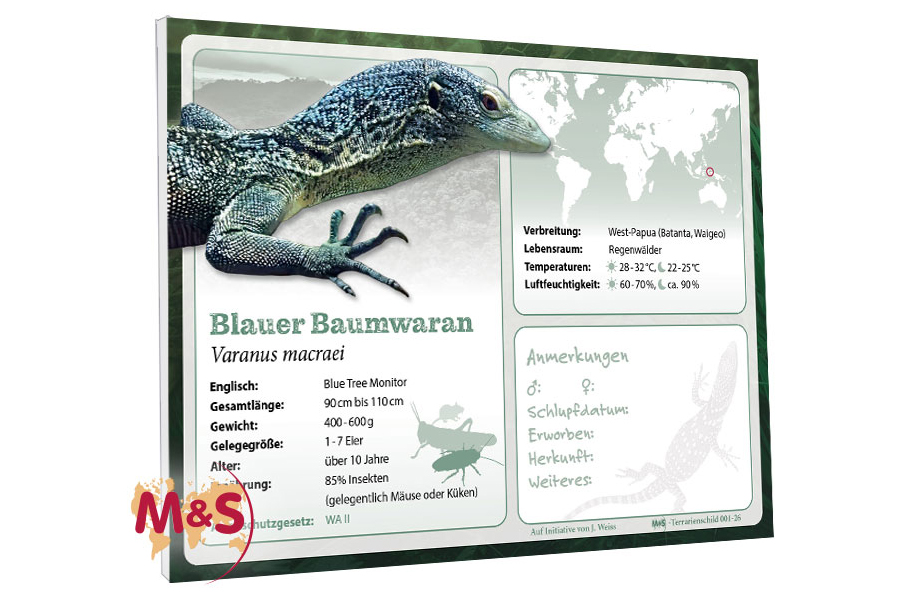 Terrarienschild (Zooschild) Blauer Baumwaran, Varanus macraei