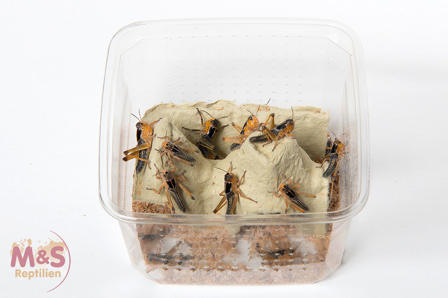 Wanderheuschrecken mittel (Locusta migratiria) Futterinsekten