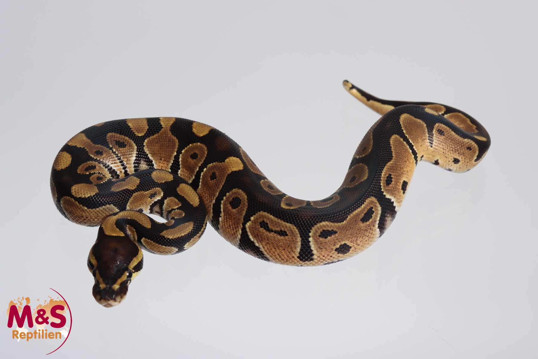 1.0 (Male) 100% doppel hetero Axantic-Piebald Königypython NZ´M&S´23 Python regius