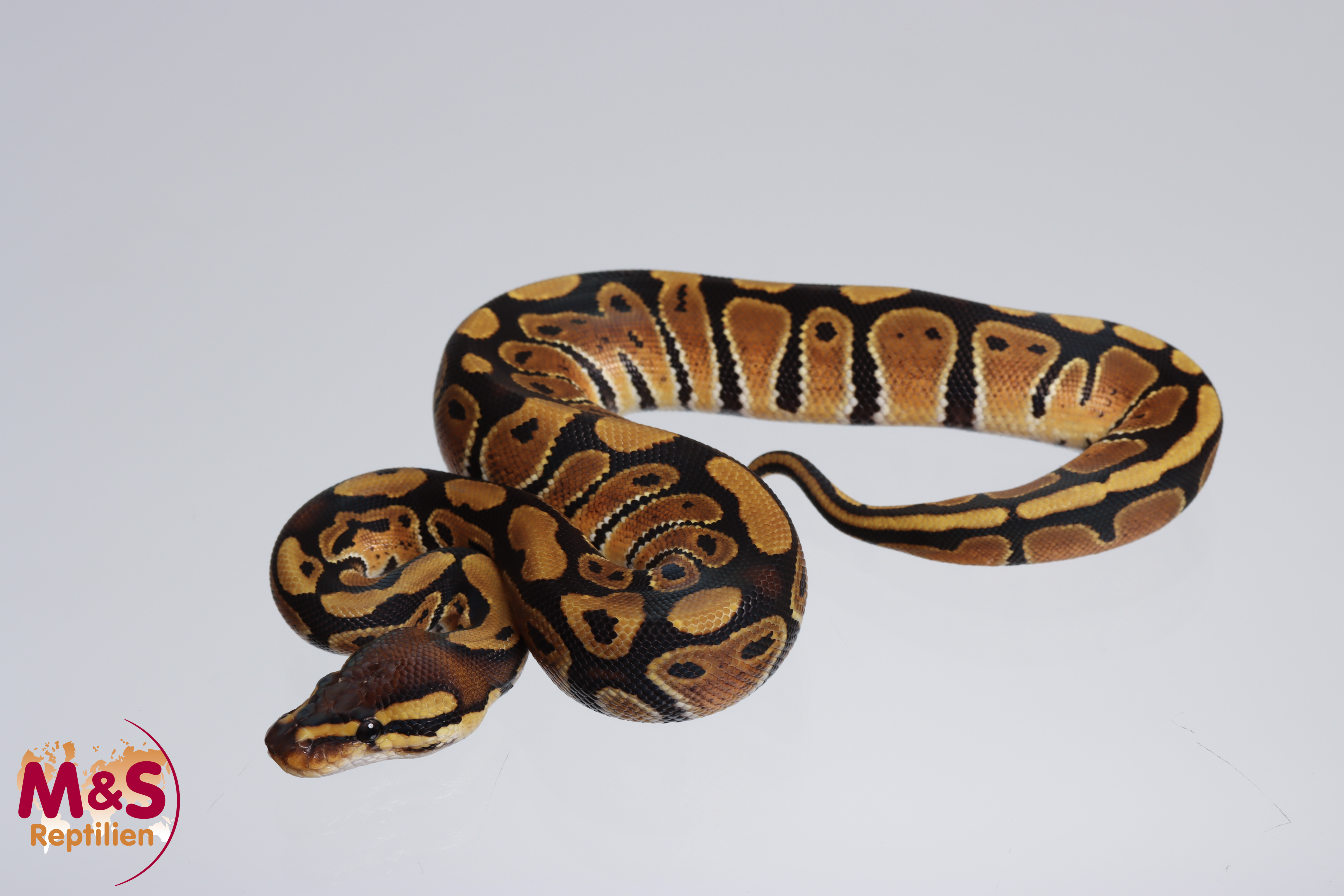 0.1 (Female) 66% poss. hetero Sunset 50% poss. hetero Piebald Königspython NZ´M&S´23 Python regius