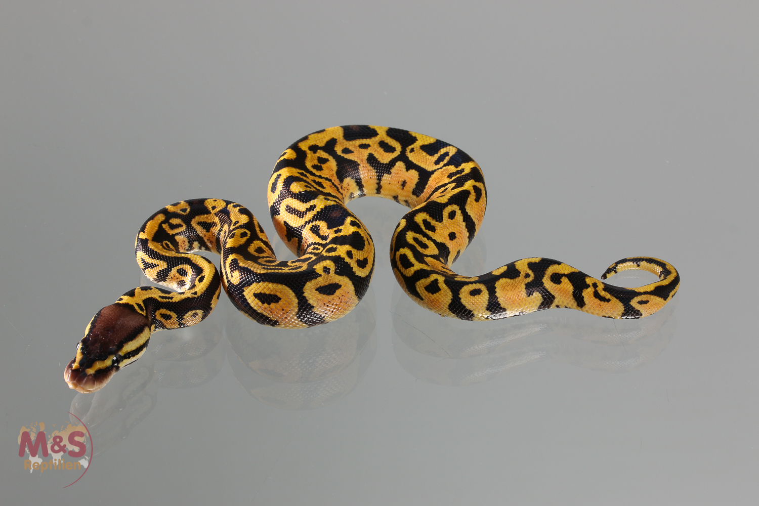 0.1 (Female) Pastel poss.Gravel  Königspython NZ´M&S´18 Python regius