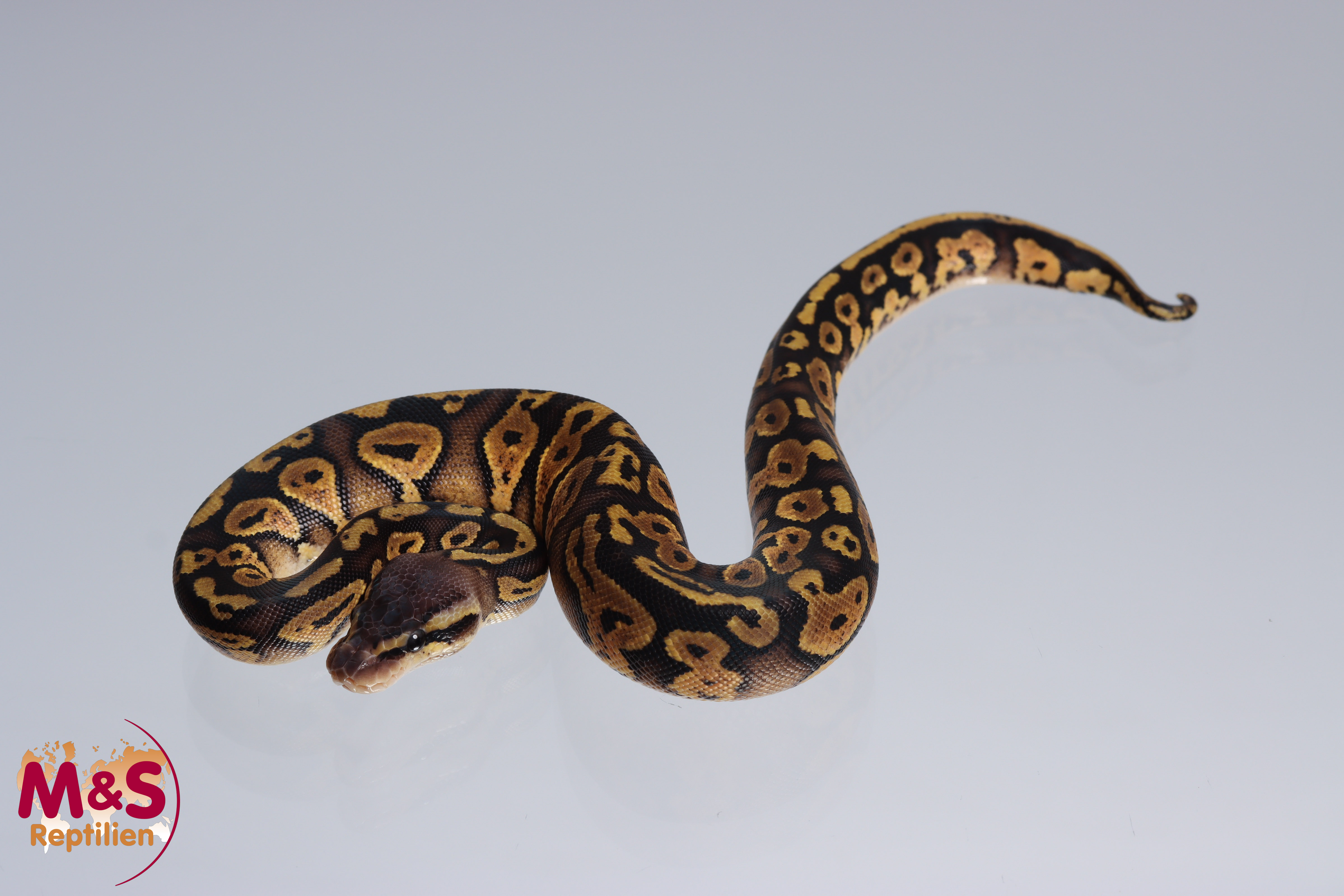 0.1 (Female) Copper - Pastel Königspython DNZ´22 Python regius
