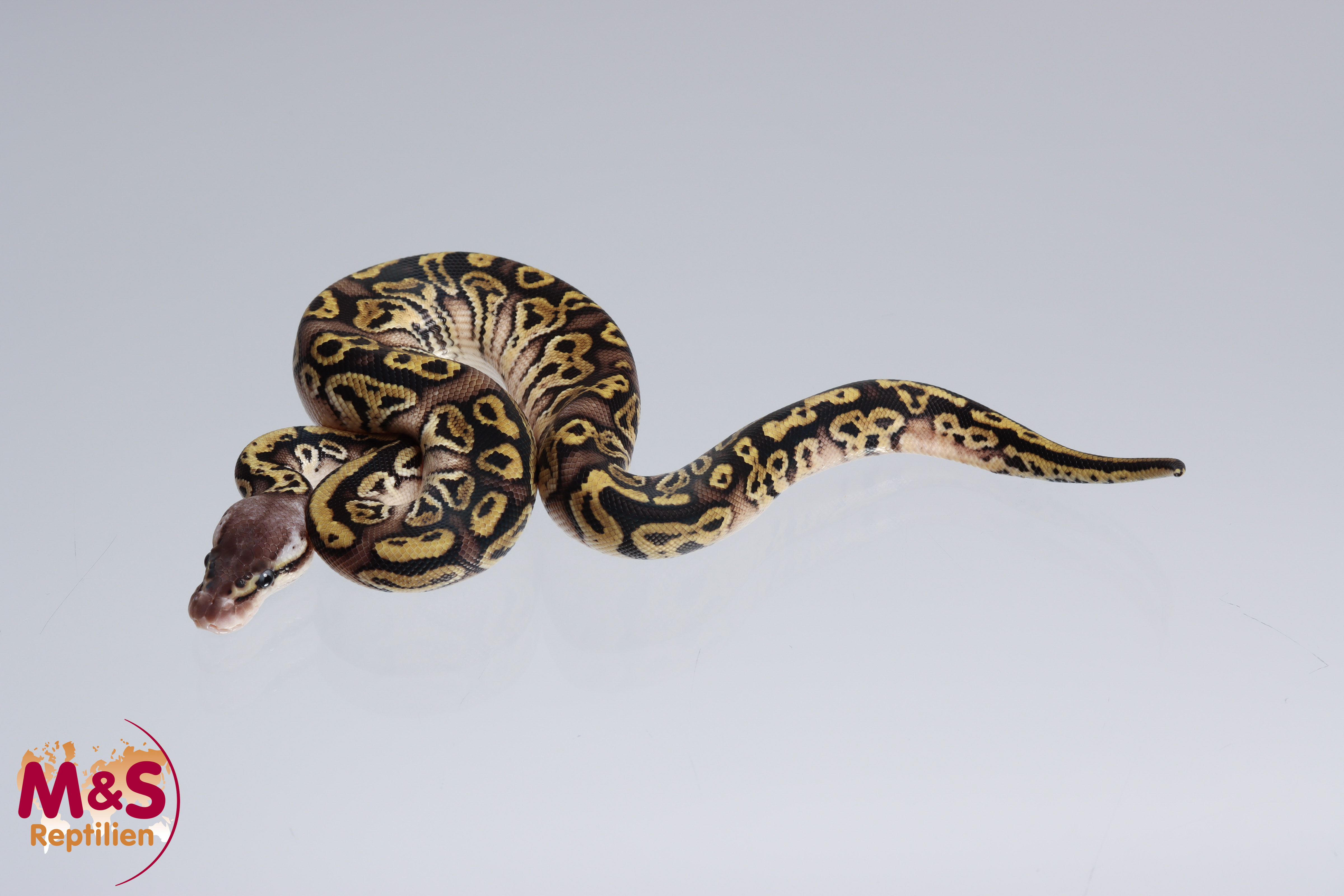 1.0 (Male) Bongo - Pastel 66% pos. hetero für Clown Königspython NZ´M&S´22 Python regius