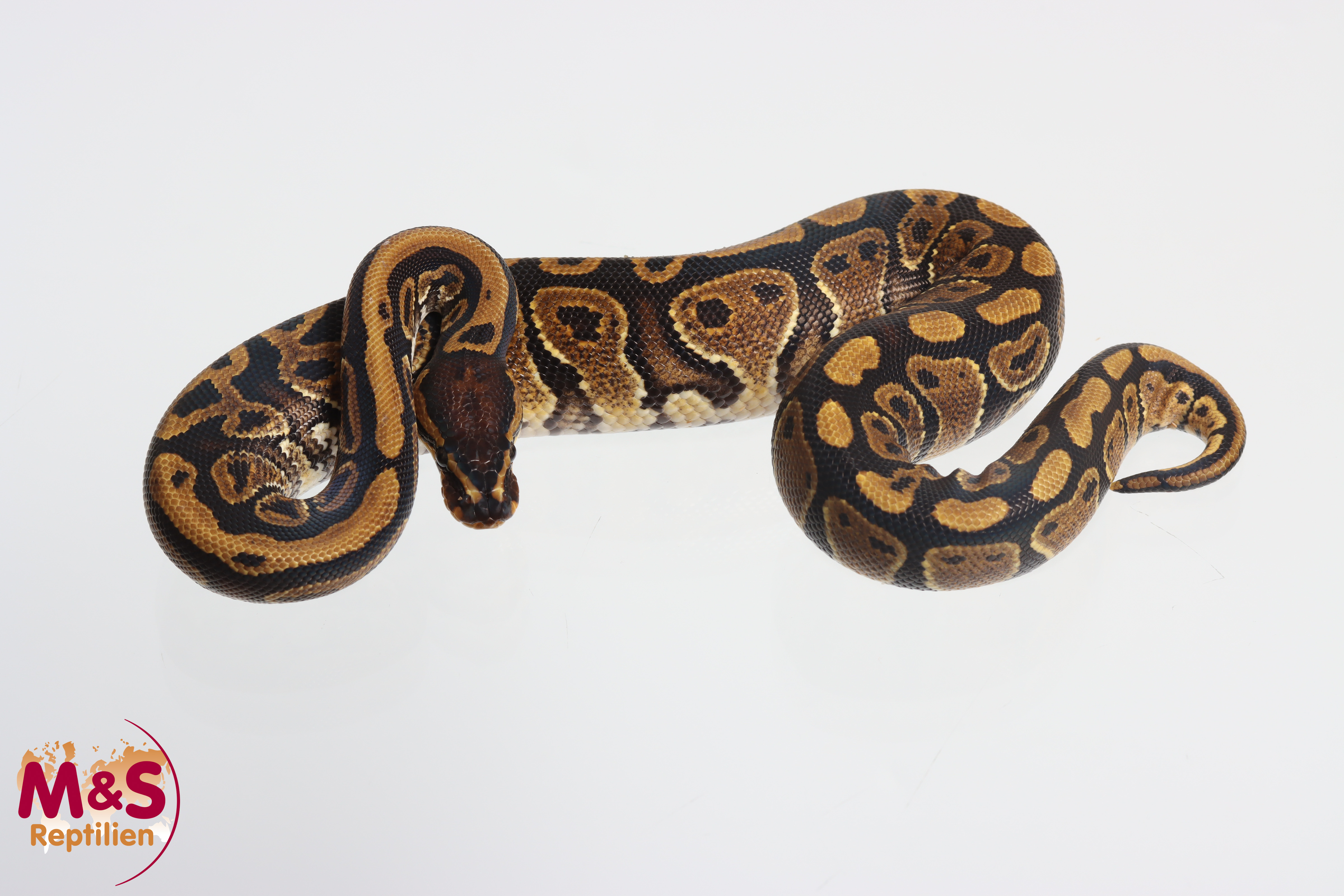 1.0 (Male) Gravel Königspython NZ´M&S´25 Python regius