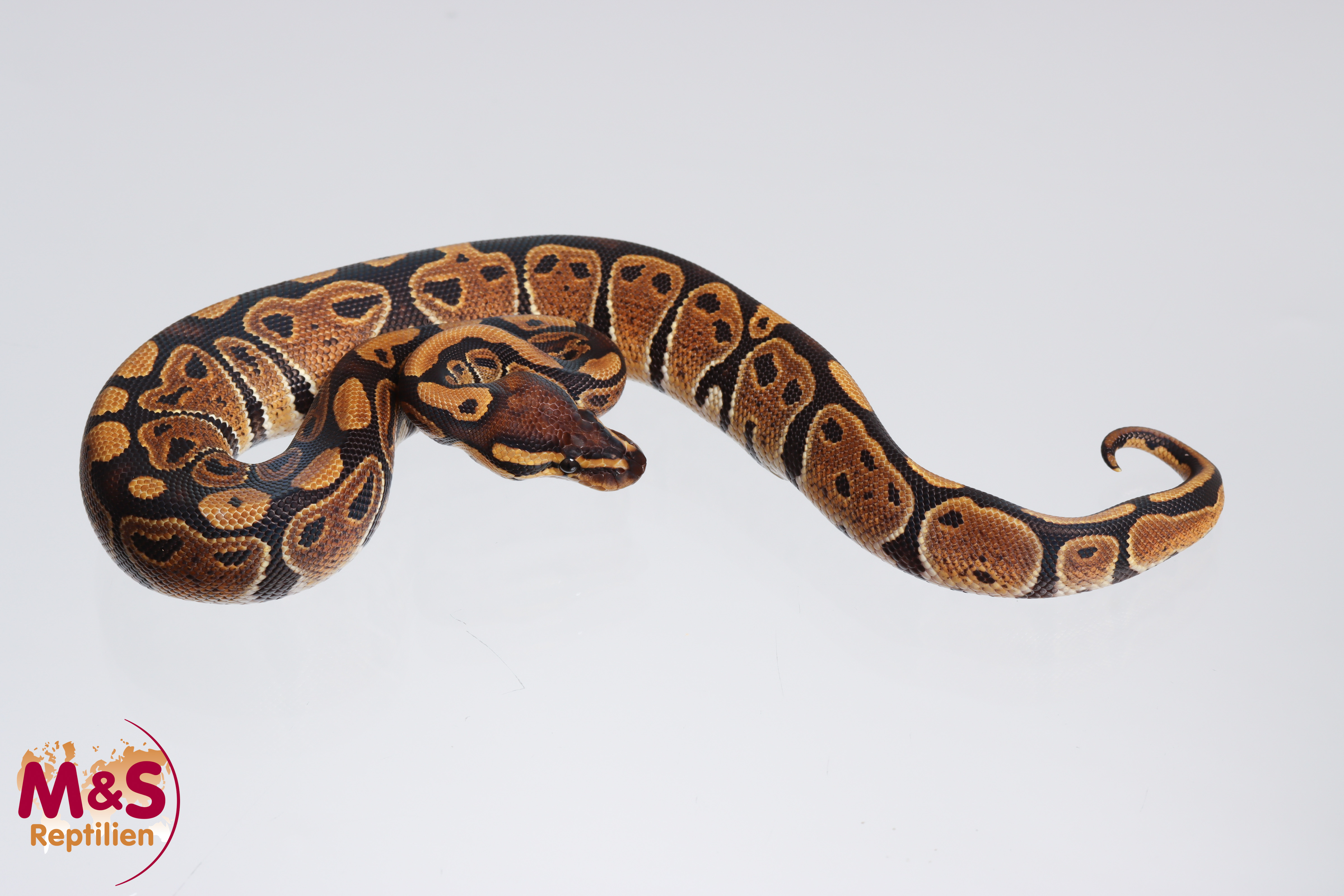 0.1 (Female)  66% poss. Sunset 50% Ultramel Königspython NZ´M&S´23 Python regius