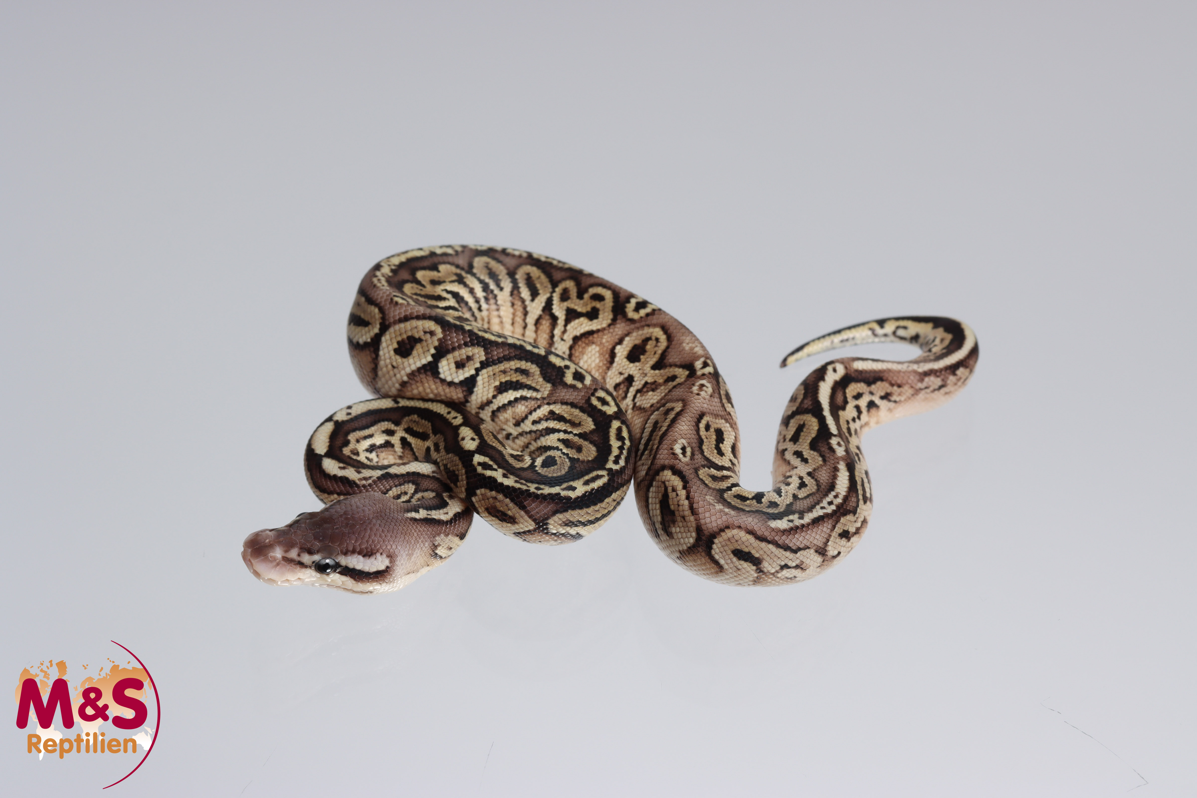0.1 (Female) Cinnamon - Pastel (Pewter) - poss. Black Head - poss. Het Red Axanthic Königspython NZ´