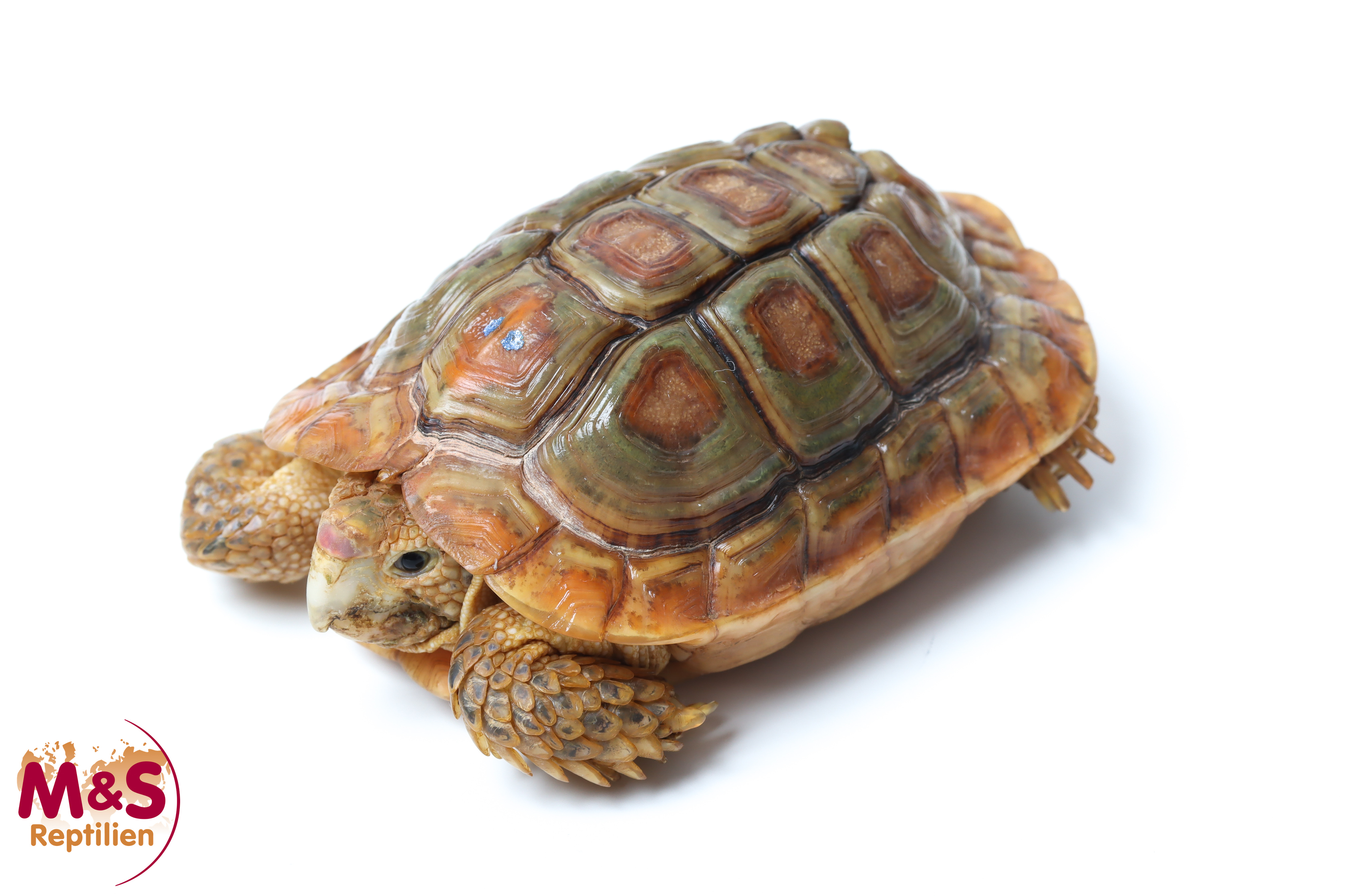 1.0 (Male) Areolen Flachschildkröte NZ' 2013 Homopus areolatus (Originalbild)