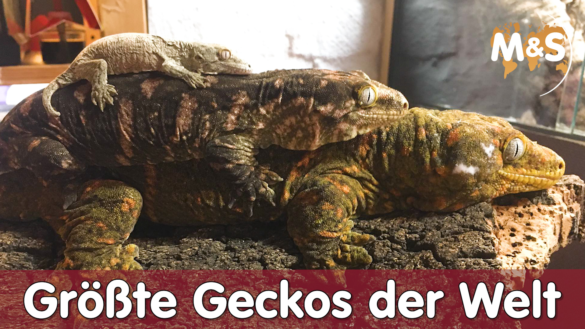 Der größte Gecko der Welt | Neukaledonische Riesengecko Basics | Reptil TV