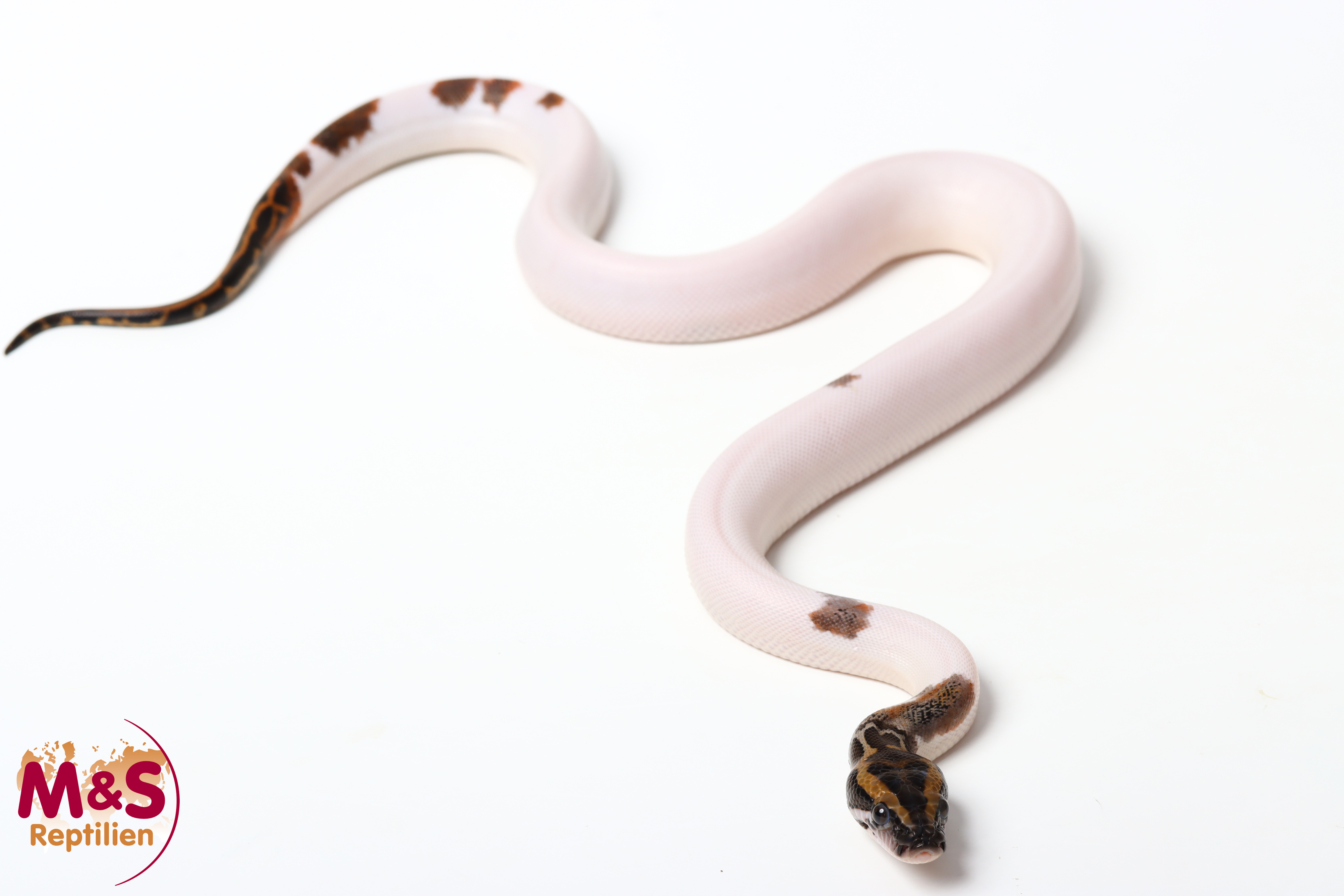 1.0 (Male) Piebald Tigerpython NZ'26 (ca.40cm) Python bivittatus