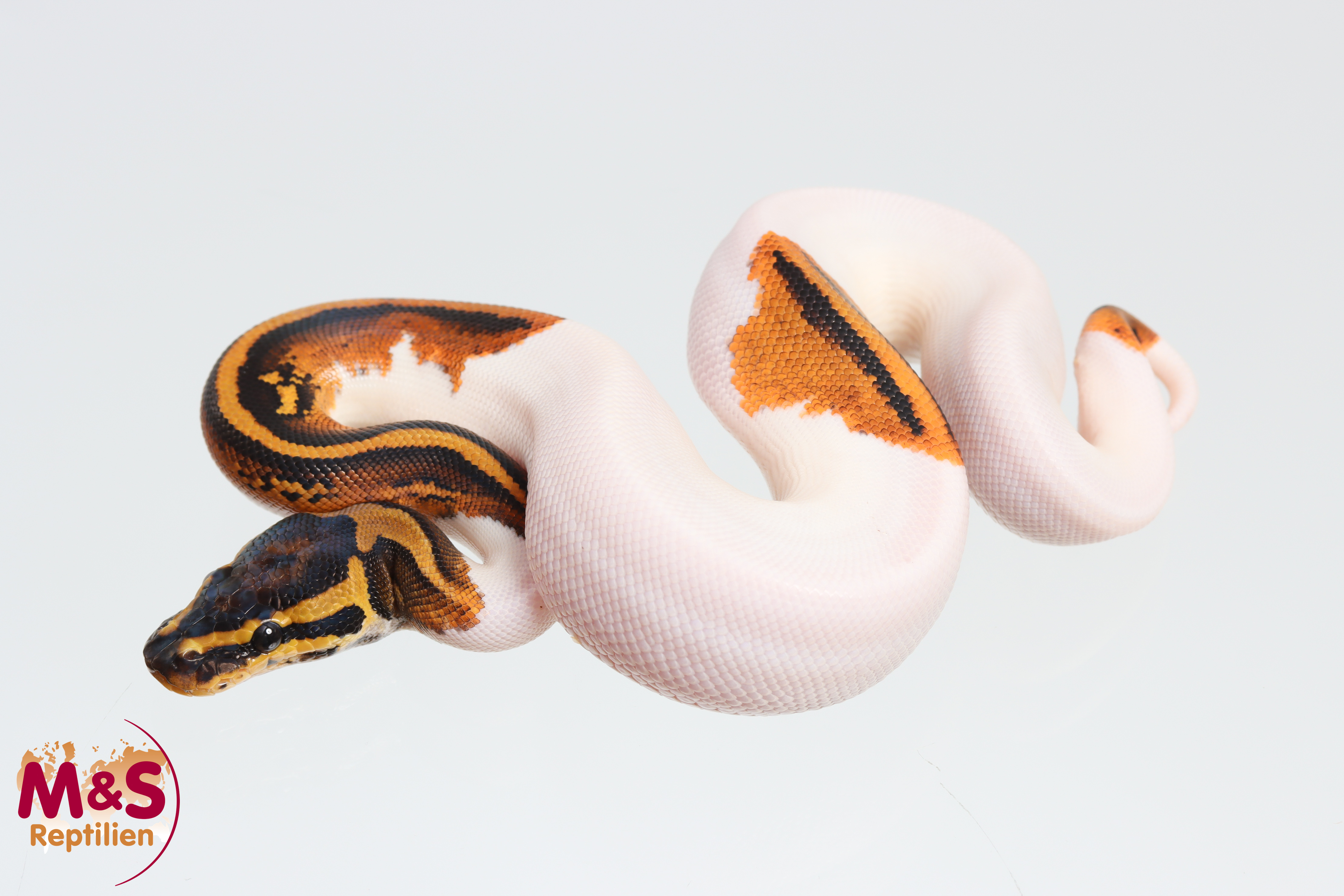 0.1 (Female) Piebald poss. Gene X poss. Leopard poss.YB Königspython NZ´M&S´26 Python regius