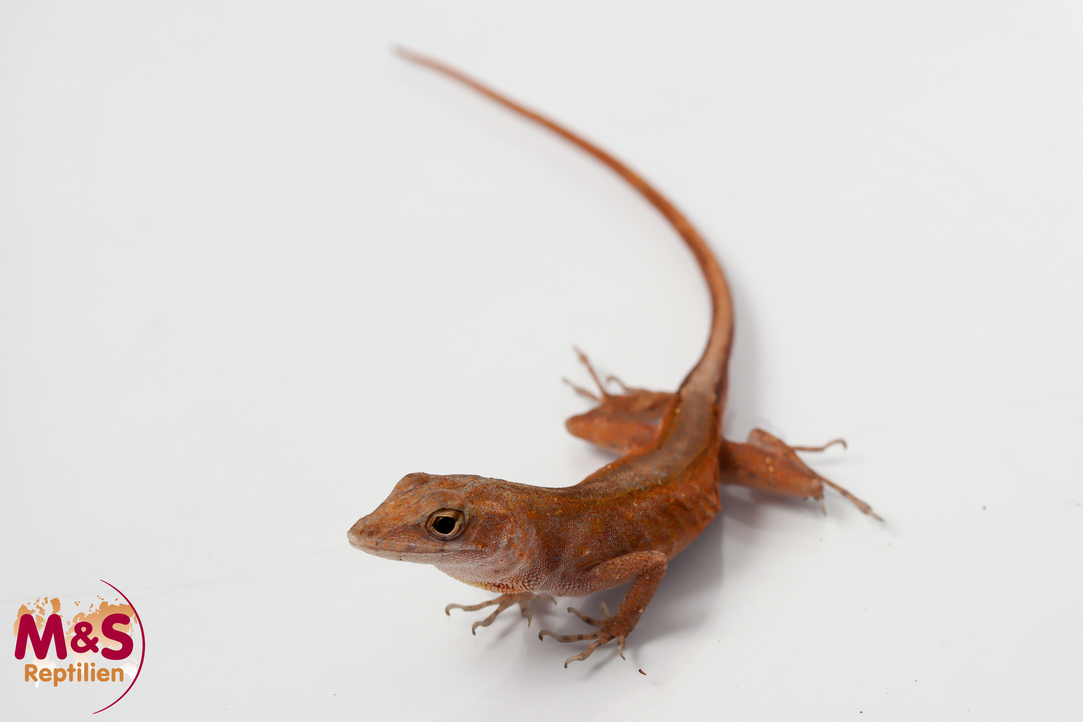 0.1 (Female) Bahama Anolis NZ'25 (ca.11cm) Anolis sagrei