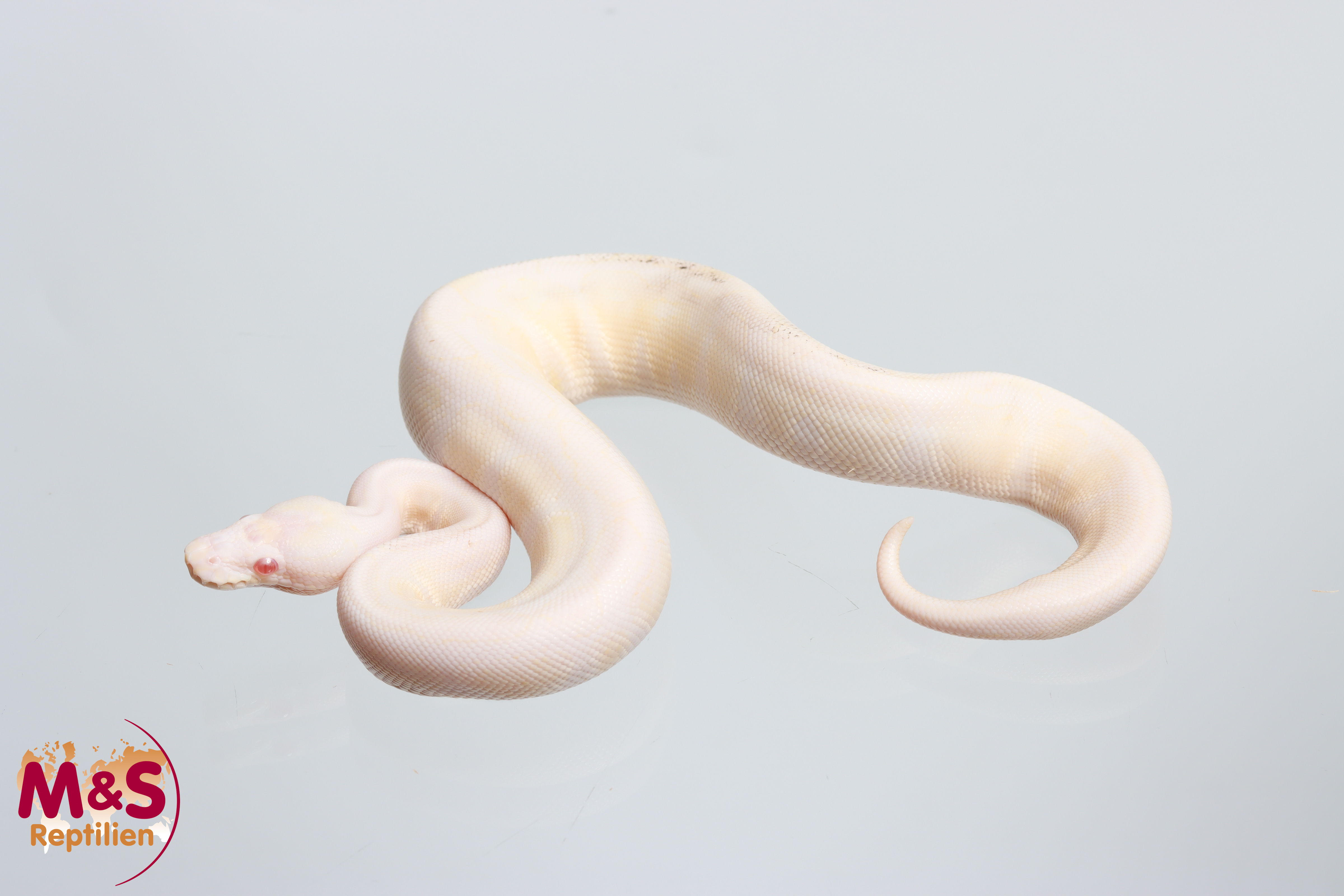 1.0 (Male) Snow VPI (Axanthic-Albino) Königspython NZ' 26 Python regius