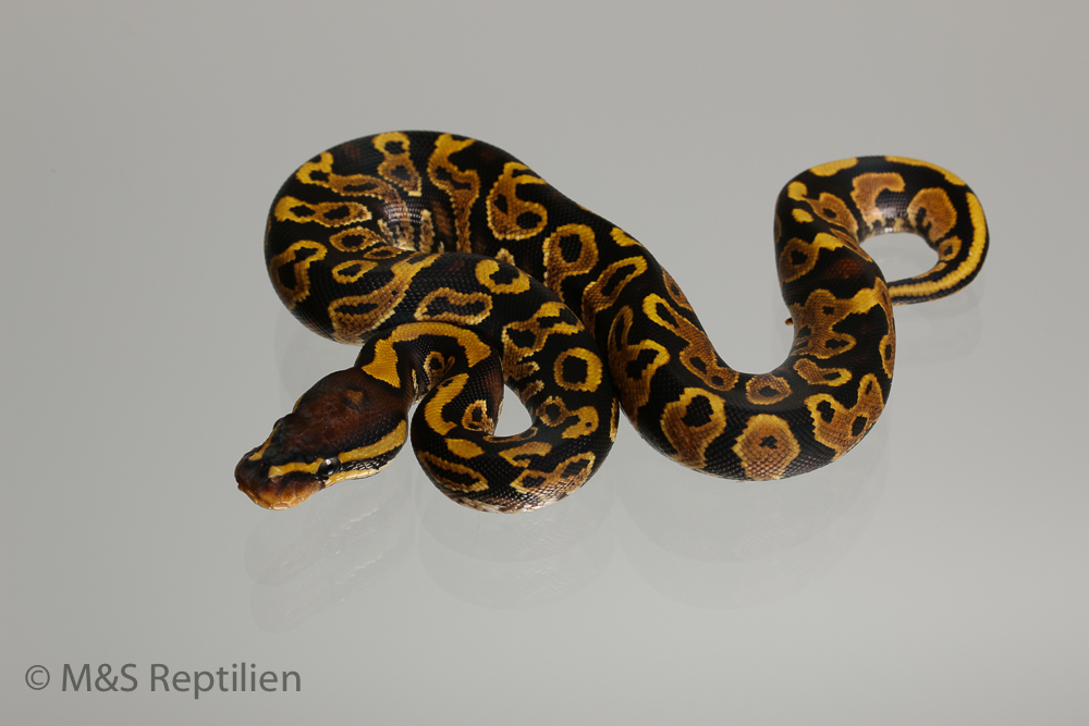 0.1 ( Female) Poss.Gravel Königspython NZ´M&S´16 Python regius