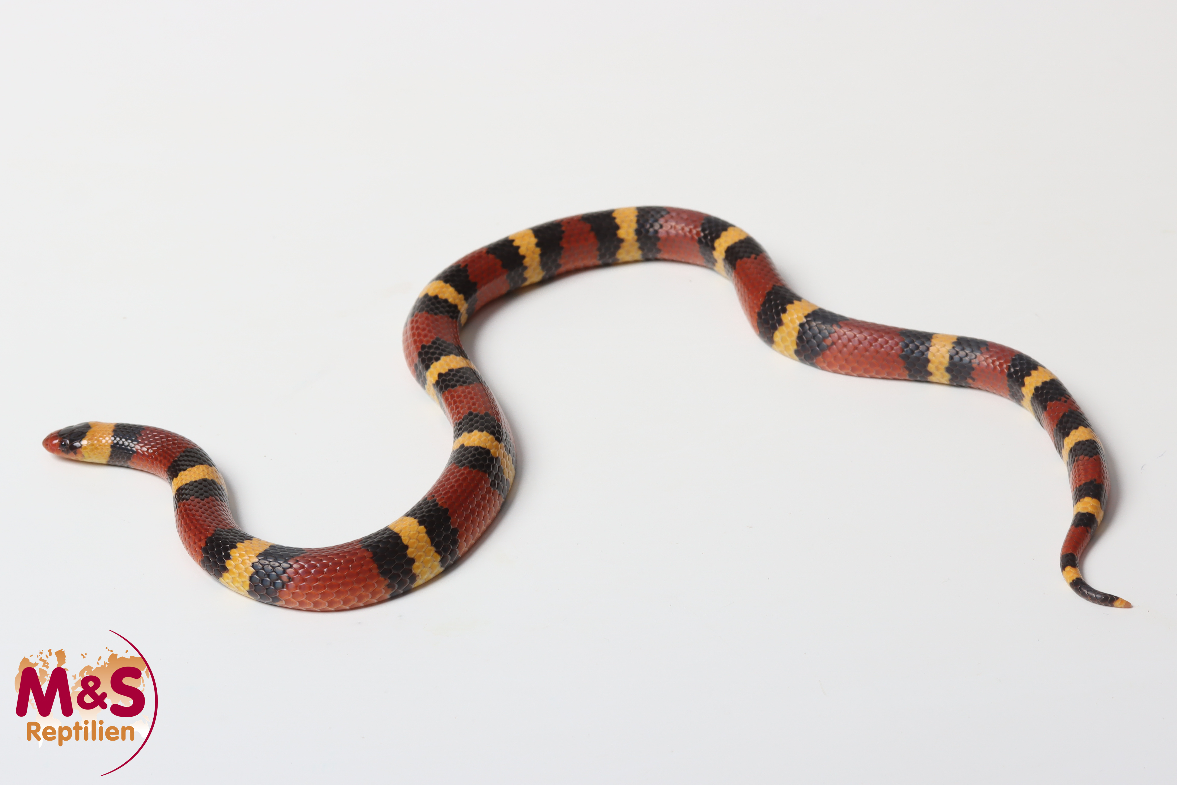 0.1 (Female) Rote Königsnatter NZ´23 (ca.50cm) Lampropeltis elapsoides (Originalbild)