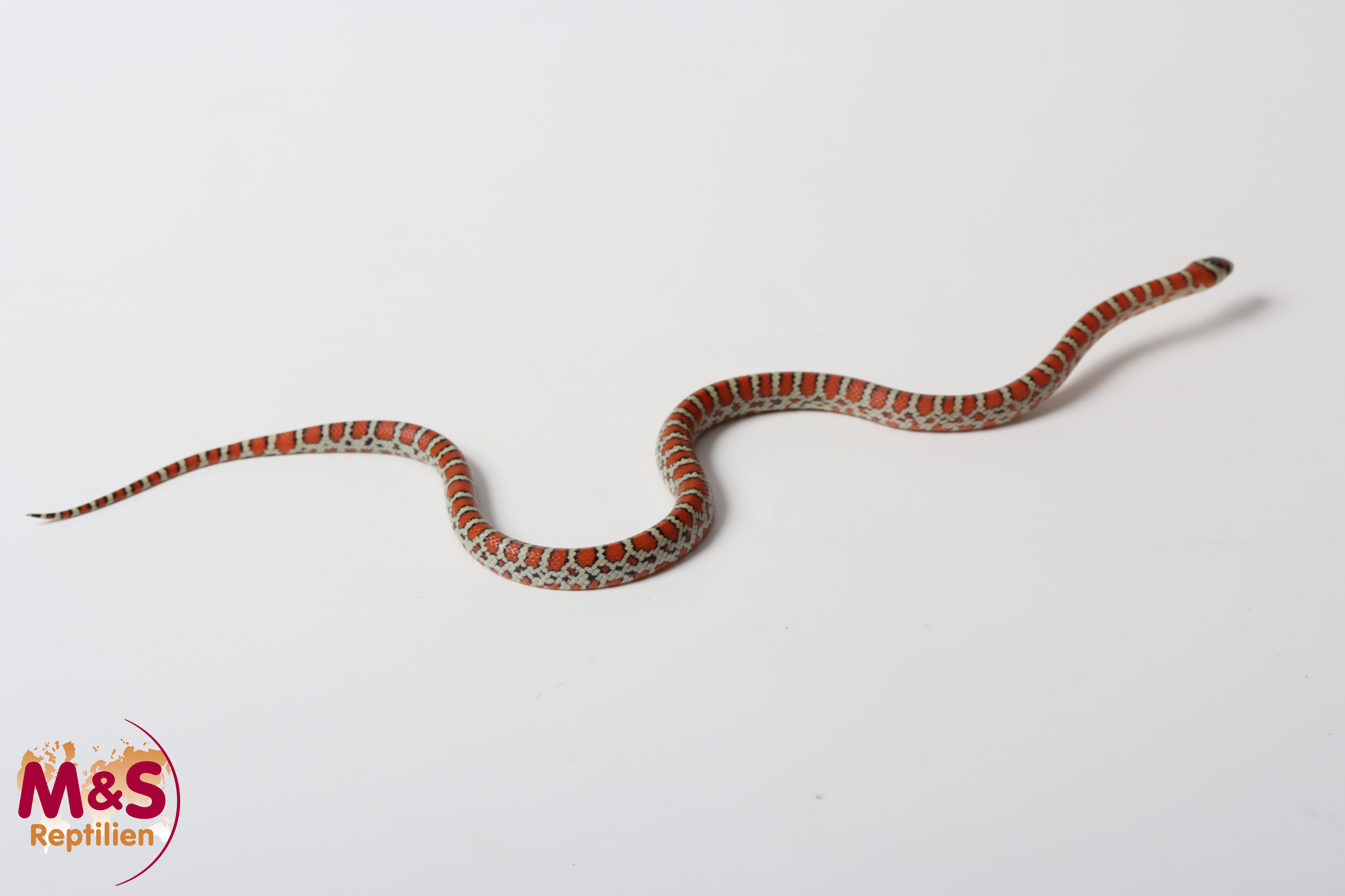 Berg-Königsnatter NZ' 25 (ca.30 cm) Lampropeltis p. knoblochi