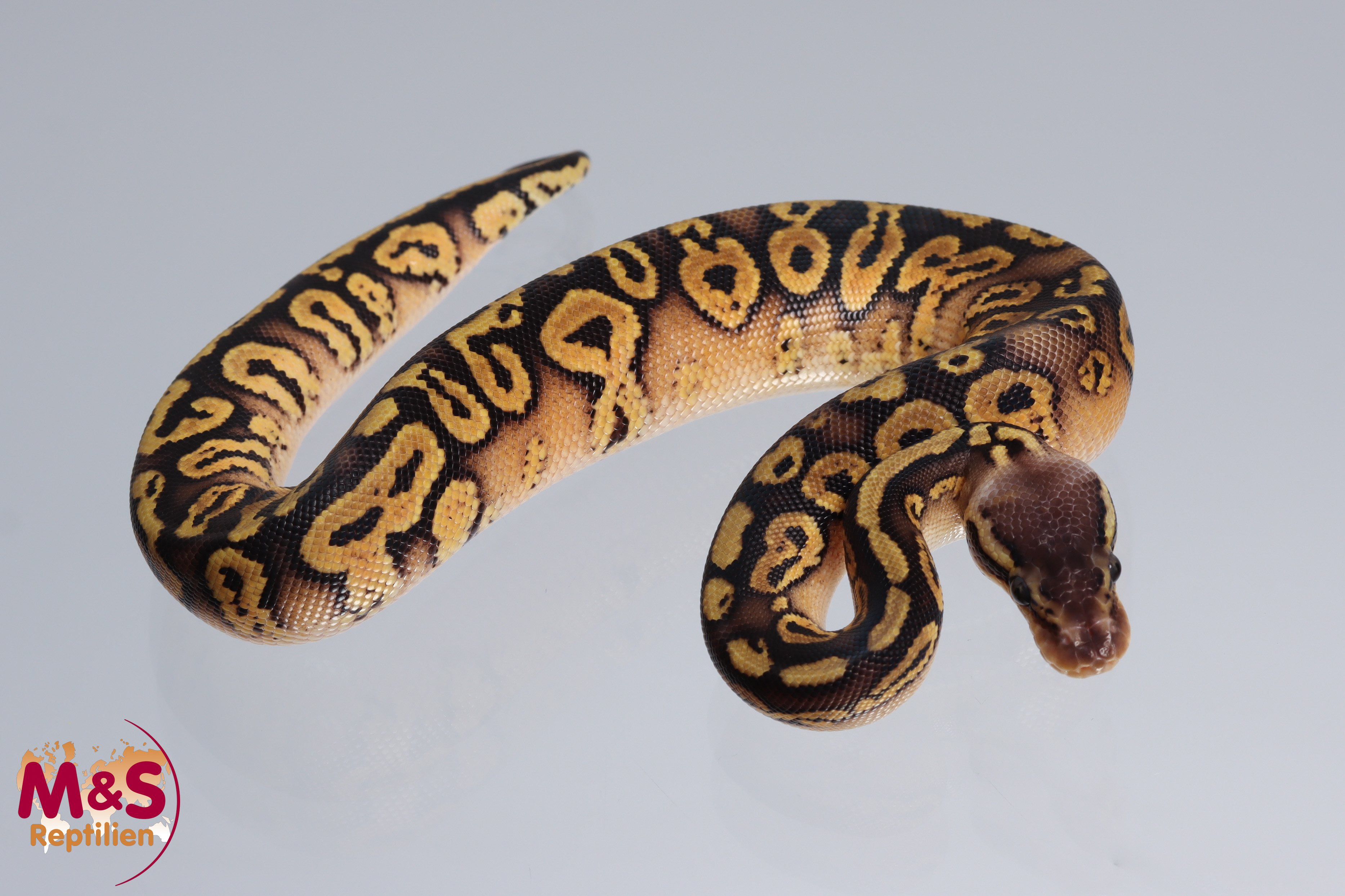 1.0 (Male) Copper - Pastel - Yellowbelly Königspython DNZ´22 Python regius