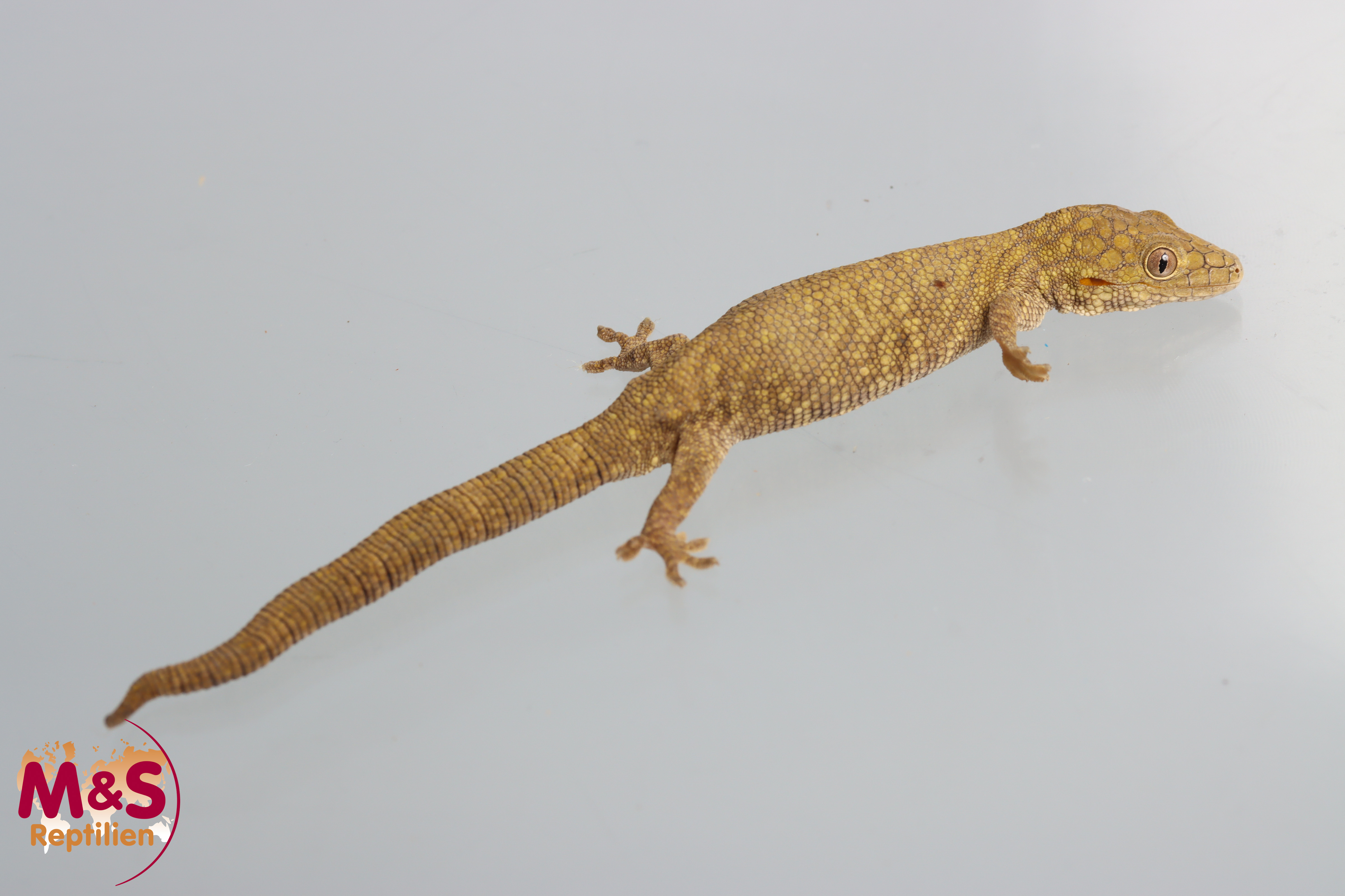 0.1 (Female) Großschuppiger Chamäleon Gecko NZ´24 (adult) Eurydactolodes symmetricus (Originalbild)