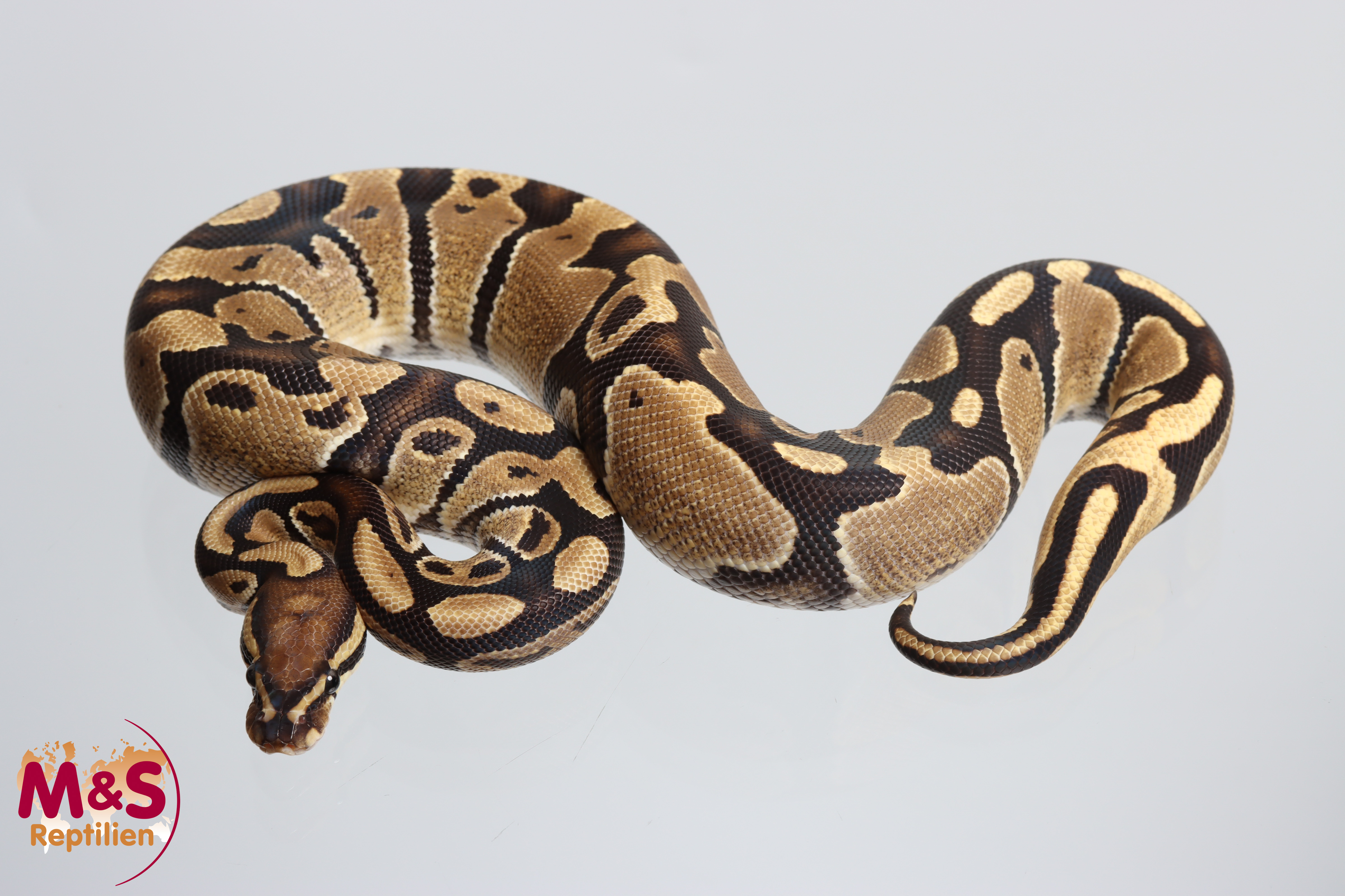 0.1 (Female) Vanilla 100% hetero Piebald Königspython NZ´M&S´25 Python regius