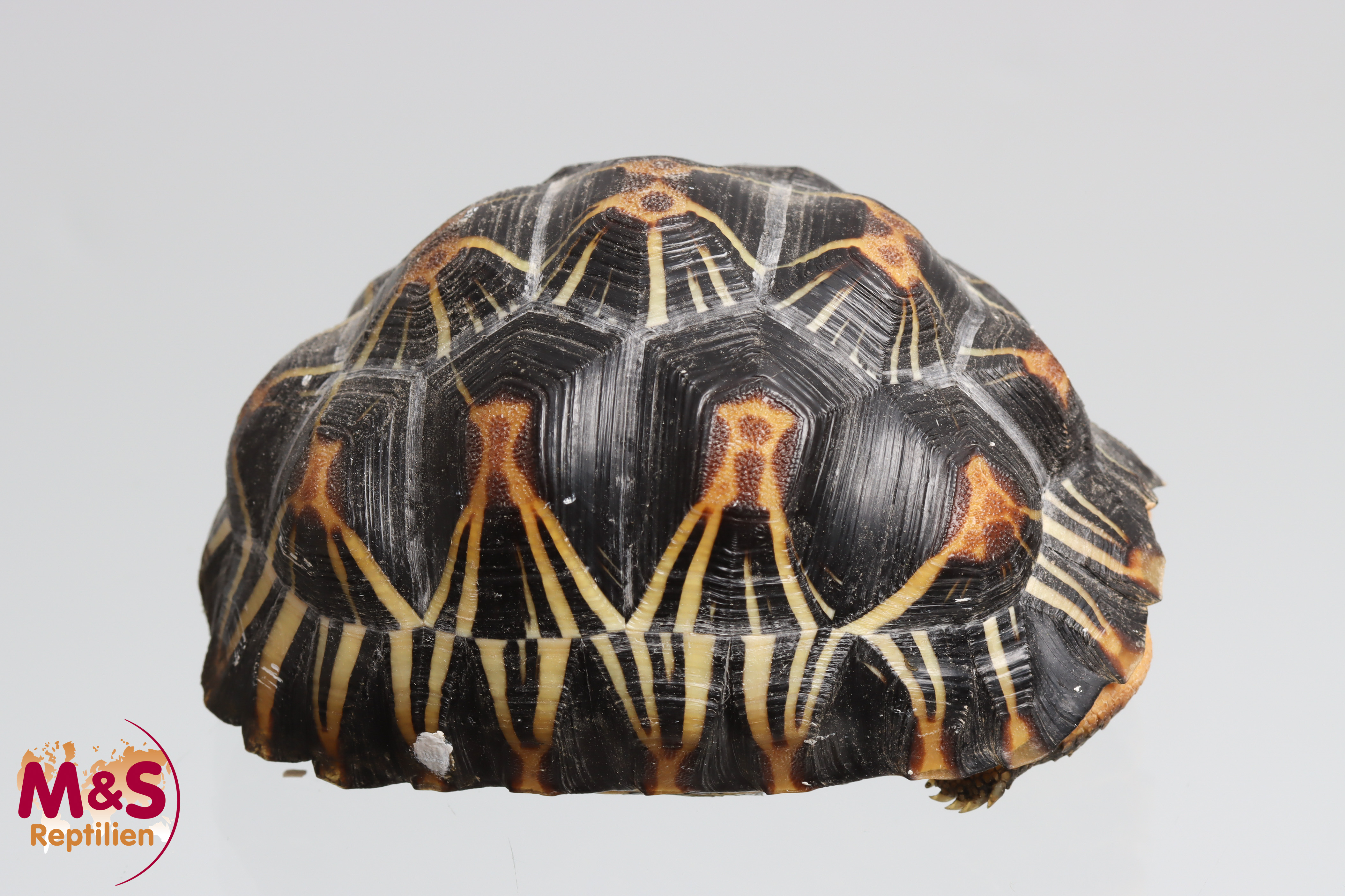 Strahlenschildkröte NZ´ 23 ( ca.10,5 cm/ca.260g) Astrochelys radiata (Originalbild)
