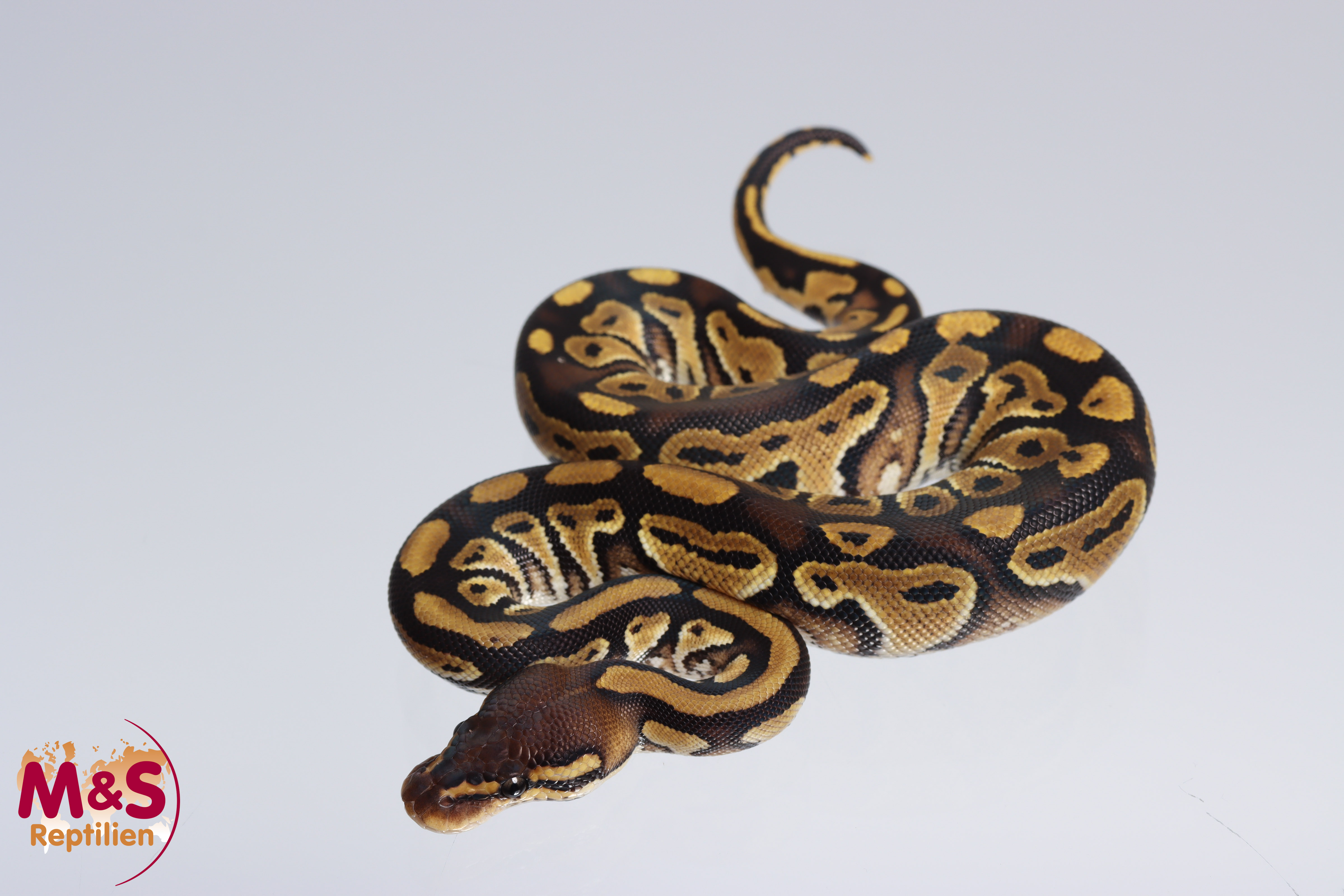 0.1 (Female) Axanthic 66% poss. hetero Clown Königspython NZ´M&S´26 ...