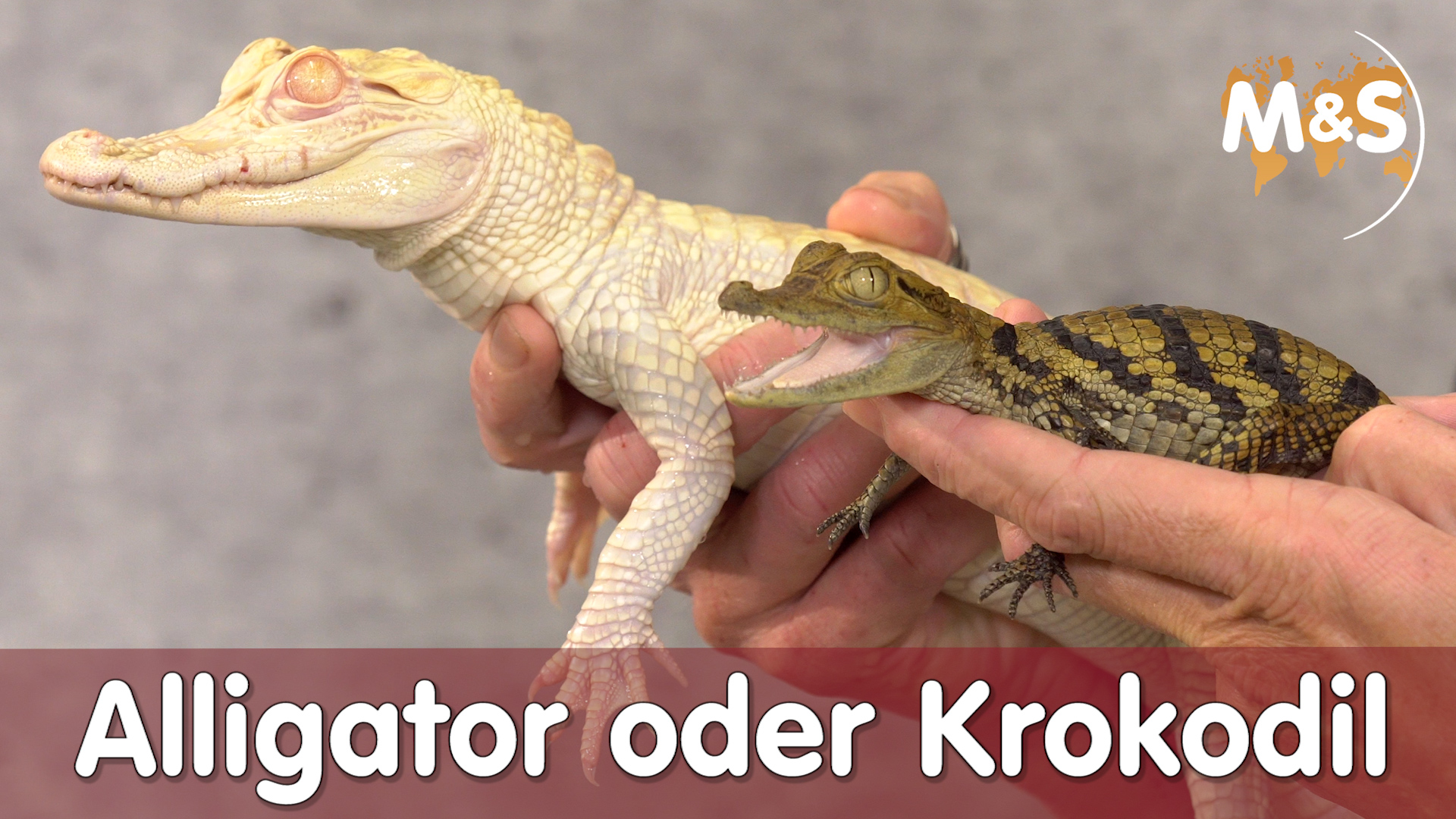 Unterschied Alligator oder Krokodil ?   / Reptil TV Praxis