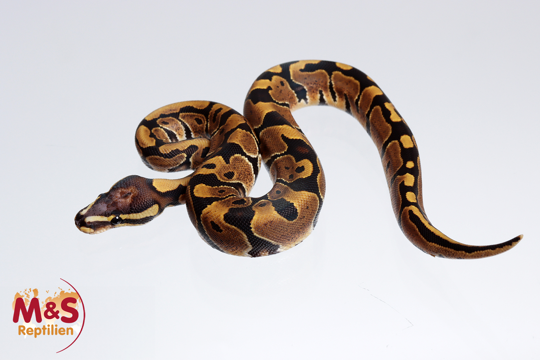1.0 (Male) Scalesless Head 100% hetero Ultramel Königspython NZ´M&S´24 Python regius