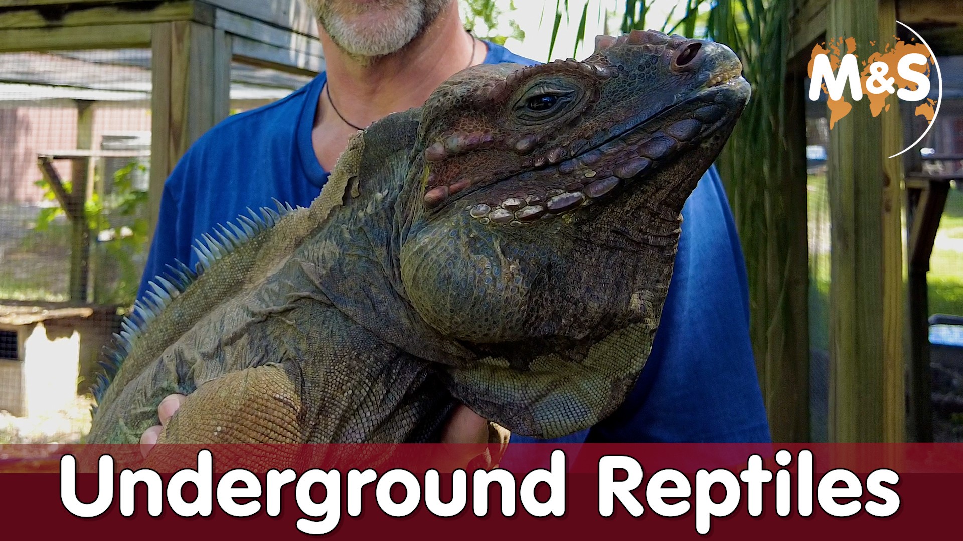 Giant: Underground Reptiles, Florida