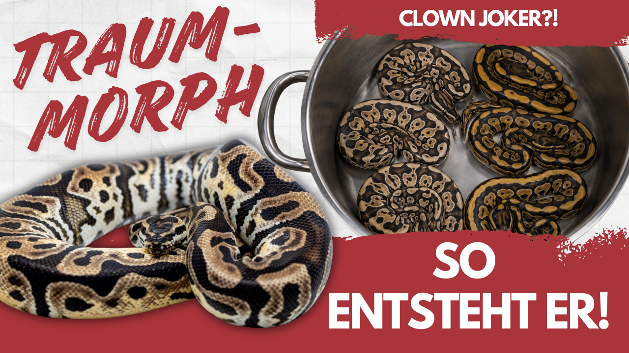 🔥 Clown Joker?! Wird DAS unser nächster Traum-Morph? 🐍