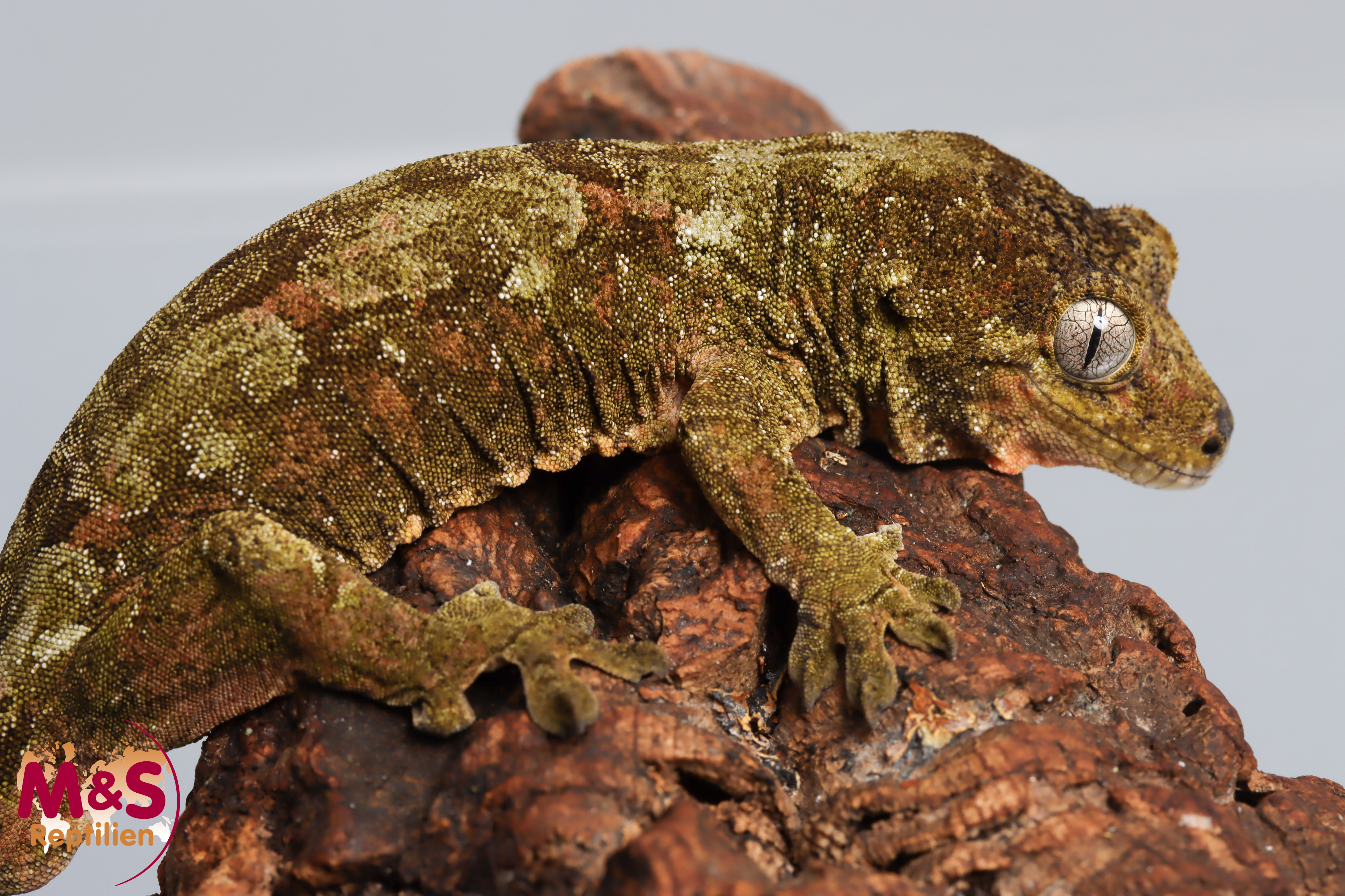 1.0 (Male) -Sarramea- Flechtengecko NZ 23 (adult) Mniarogekko chahoua (Originalbild)