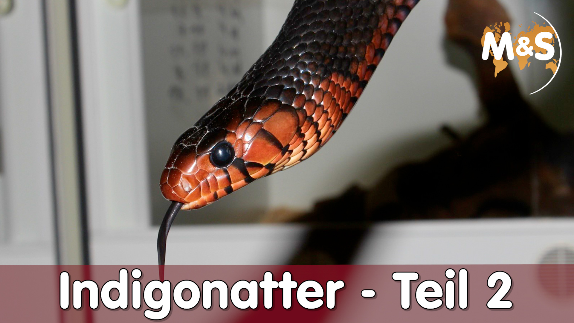 Indigonatter | Tipps & Tricks zur Zucht