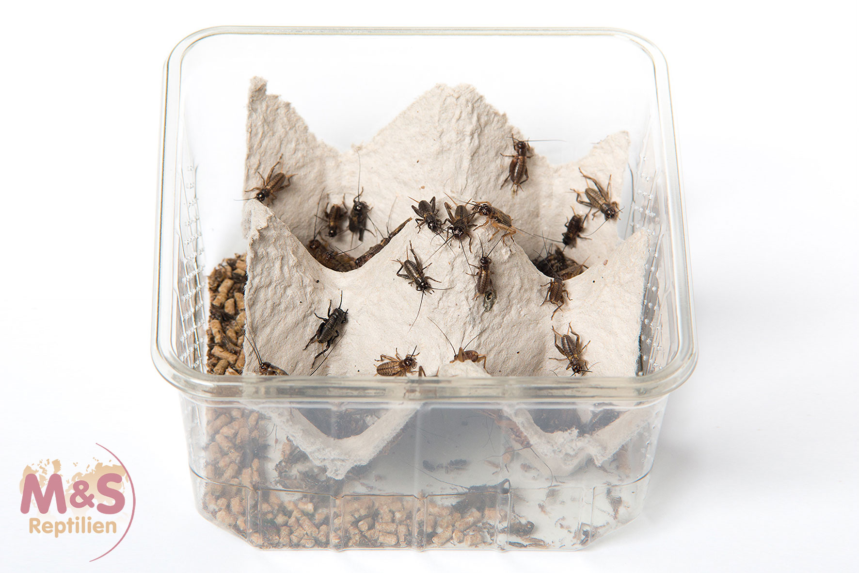 Steppengrillen klein (Gryllus assimilis) Futterinsekten Spar-Abo 14-tägig
