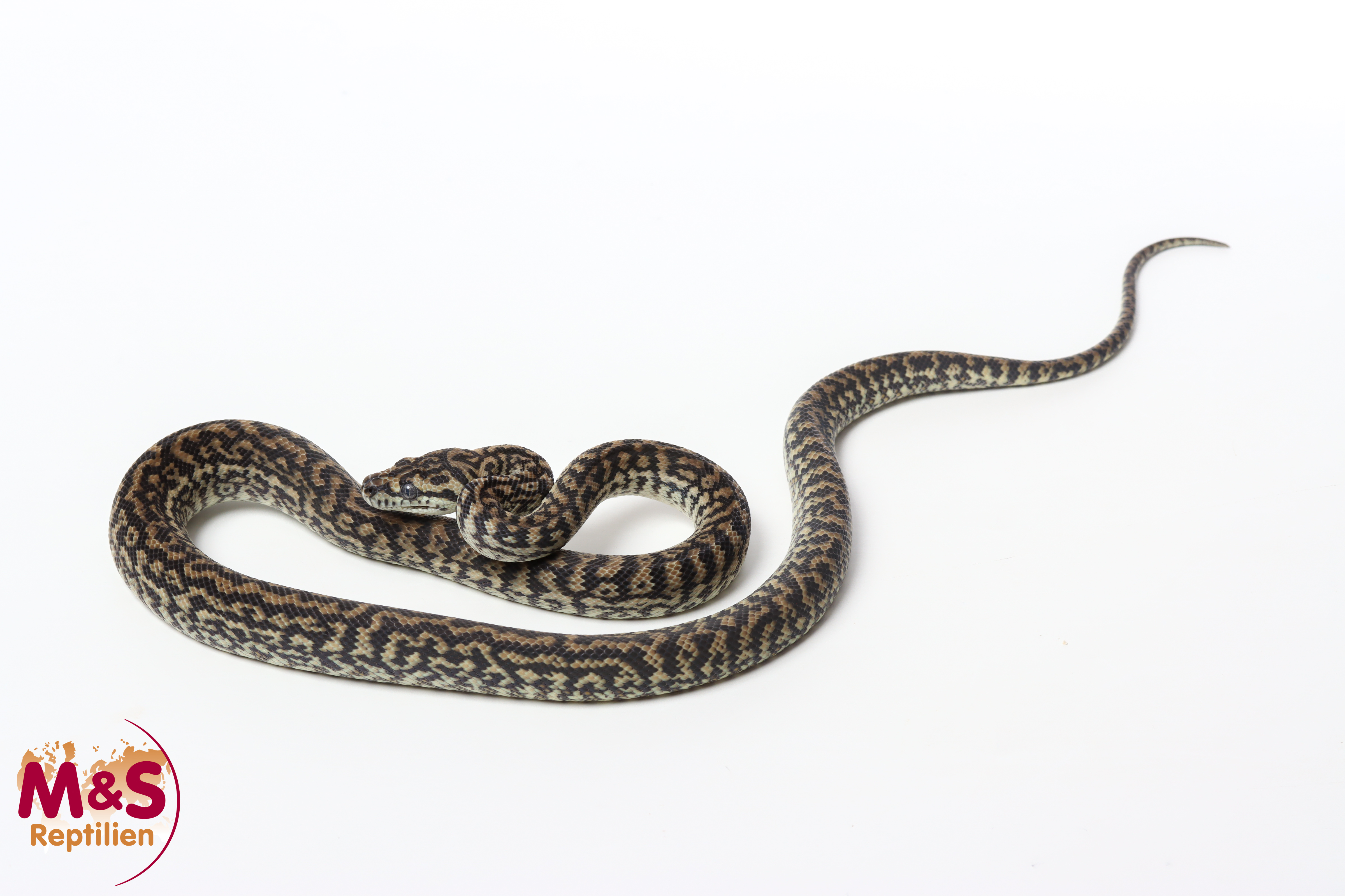 0.1 (Female) Caramel Zebra 100% het. Axanthic Teppichpython NZ’24 (ca.80cm) Morelia spilota (Originalbild)