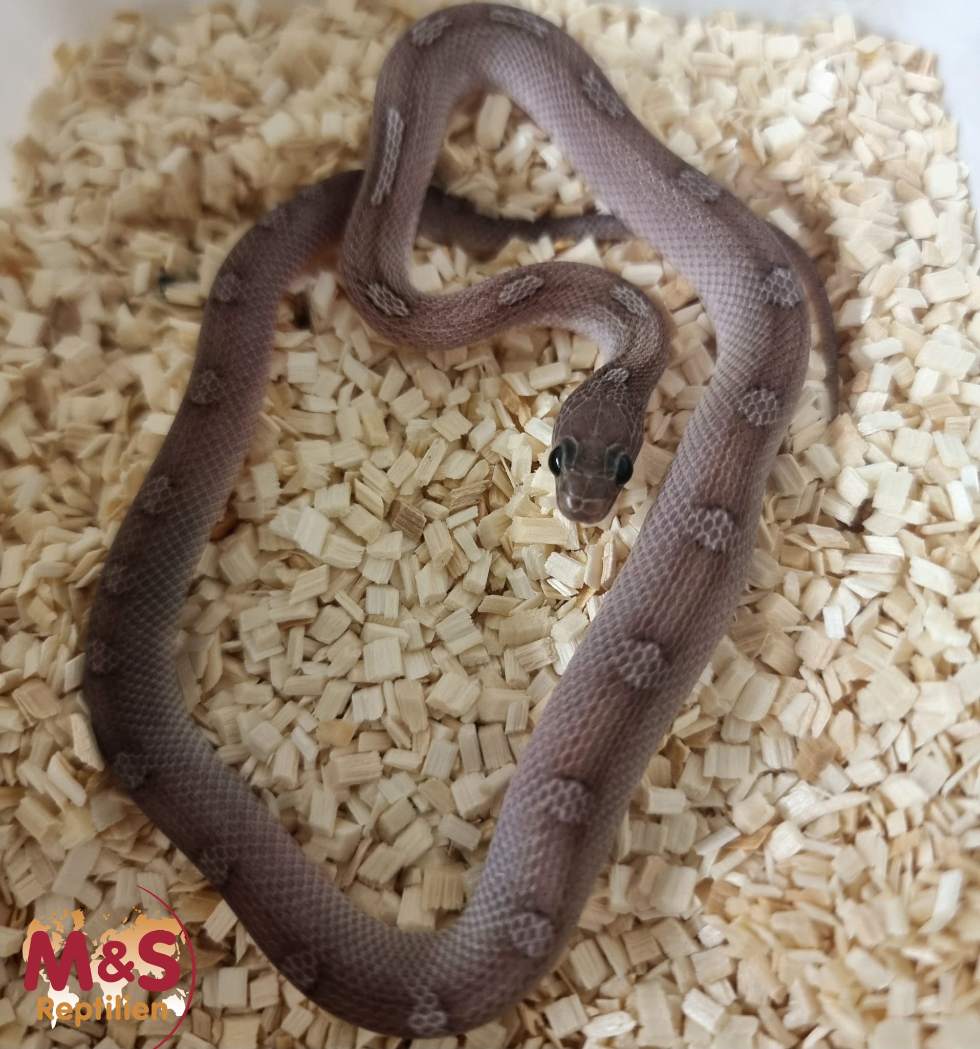 Piedsided Pewter Motley Kornnatter NZ´25 (ca.30 cm) Pantherophis guttatus (Symbolbild)