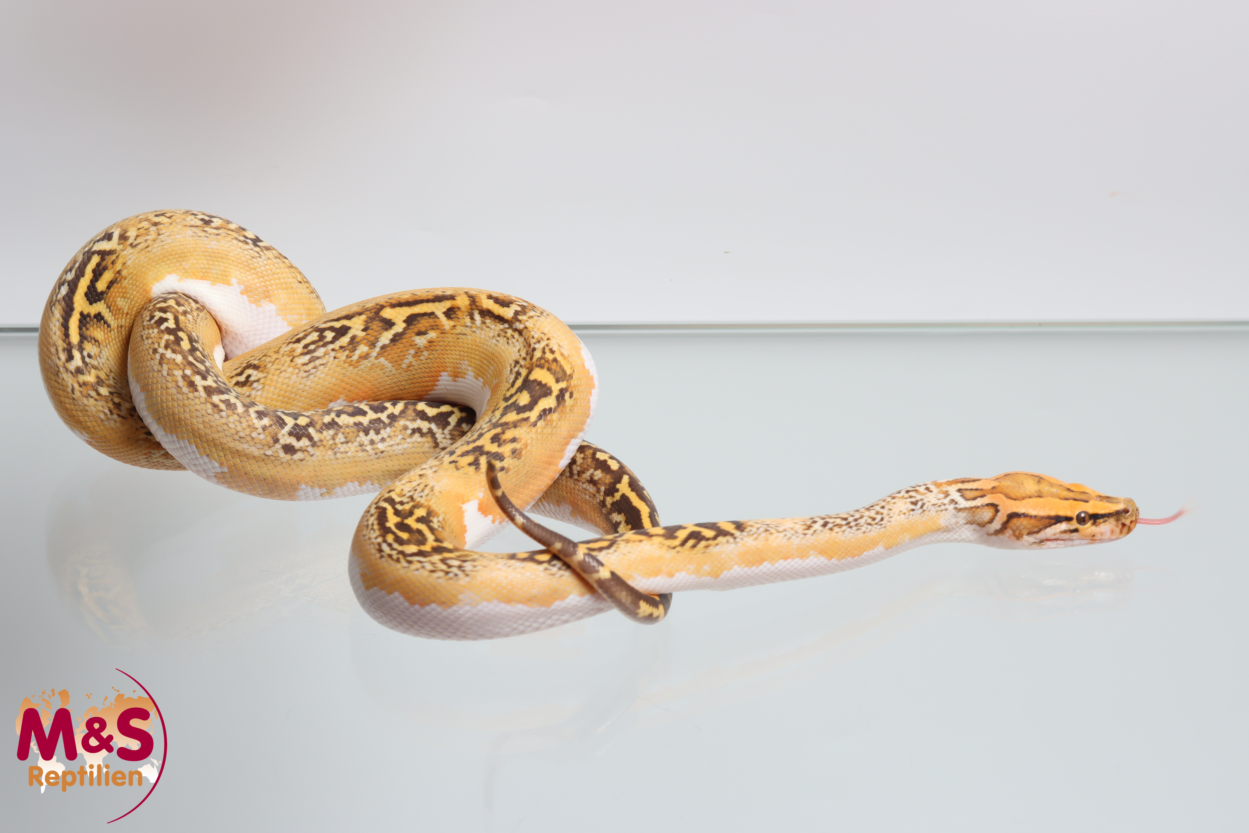 1.0 (Male) Caramel Piebald Tigerpython NZ'25 (ca.80-90 cm) Python bivittatus (Originalbild)