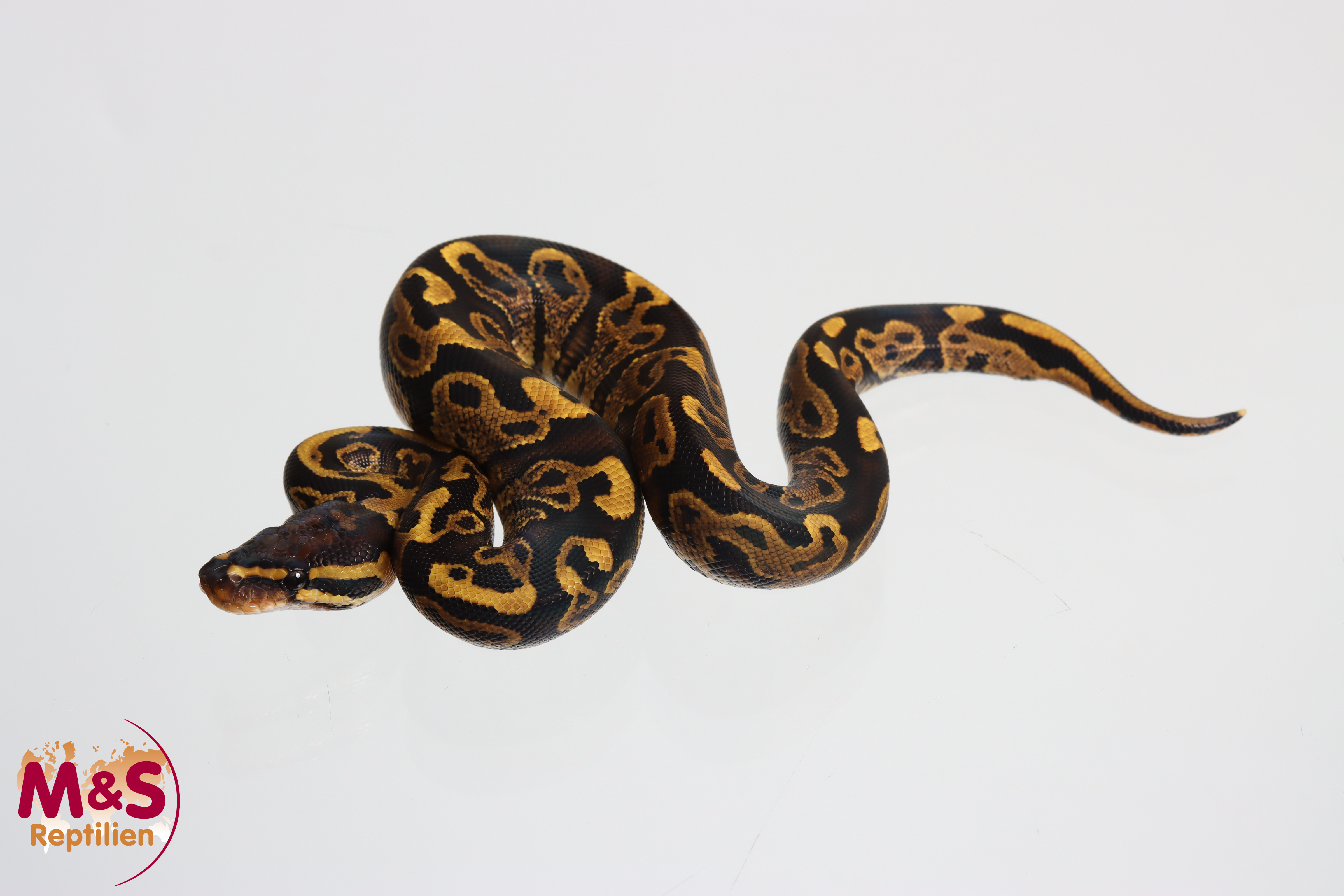 1.0 (Male) Gravel Königspython NZ' M&S 26 Python regius
