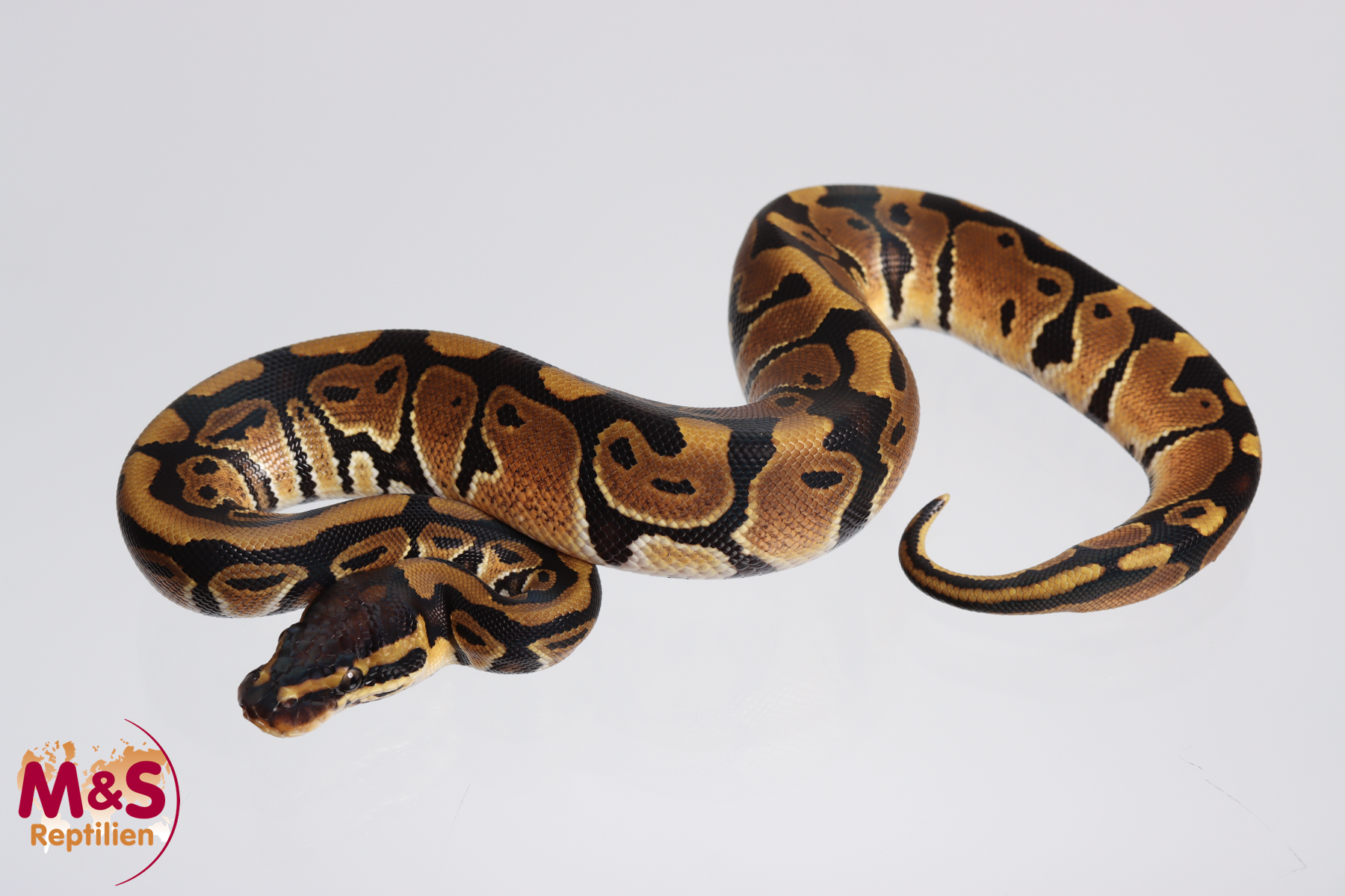 0.1 (Female) 100% hetero Clown 50% poss. hetero Piebald Königspython NZ´M&S´22 Python regius
