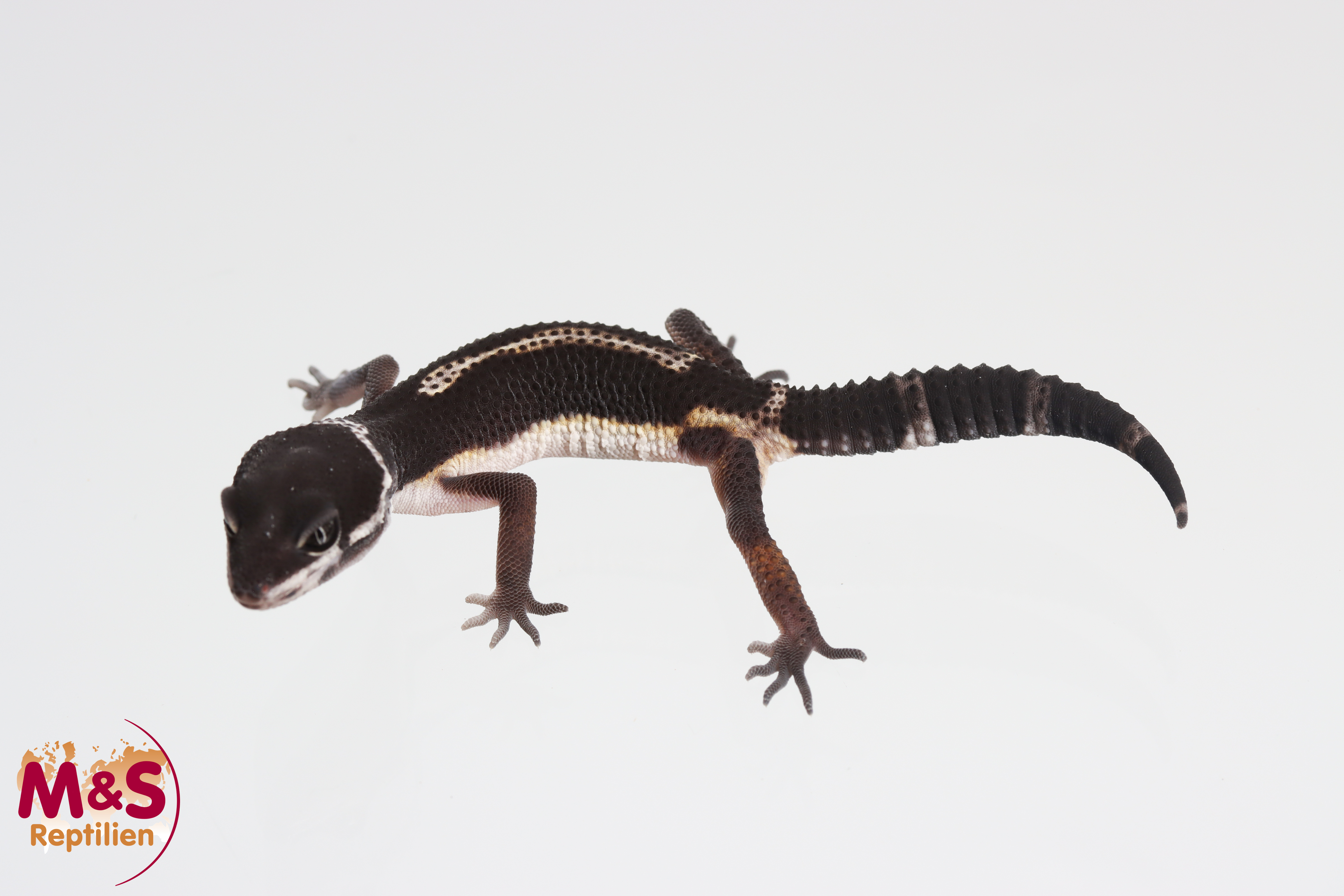 0.1 (Female) Black Night Leopardgecko NZ'25 (ca. 10 cm) E. macularius (Originalbild)