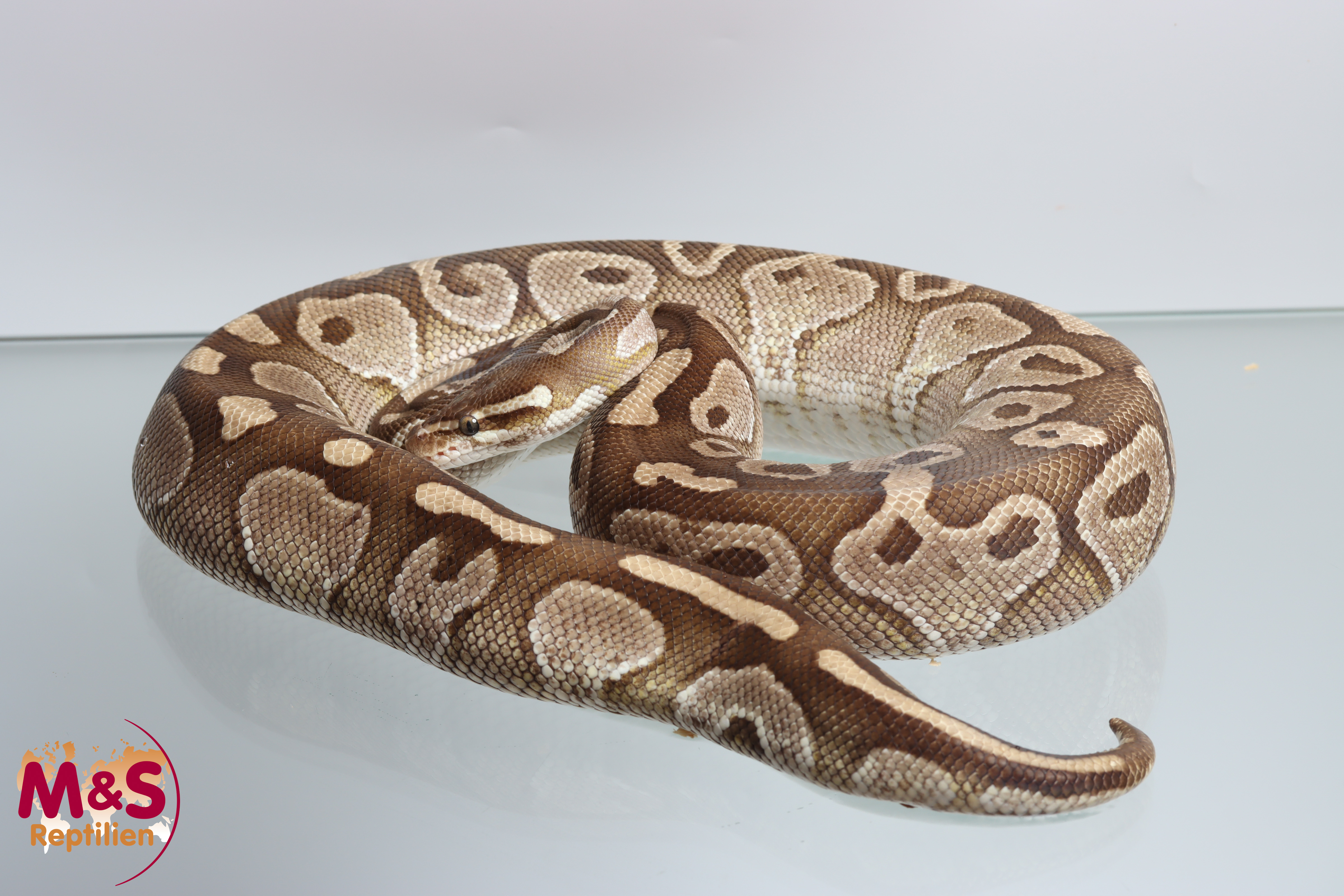 0.1 (Female) Lesser Königspython NZ´M&S´22 (adult) Python regius