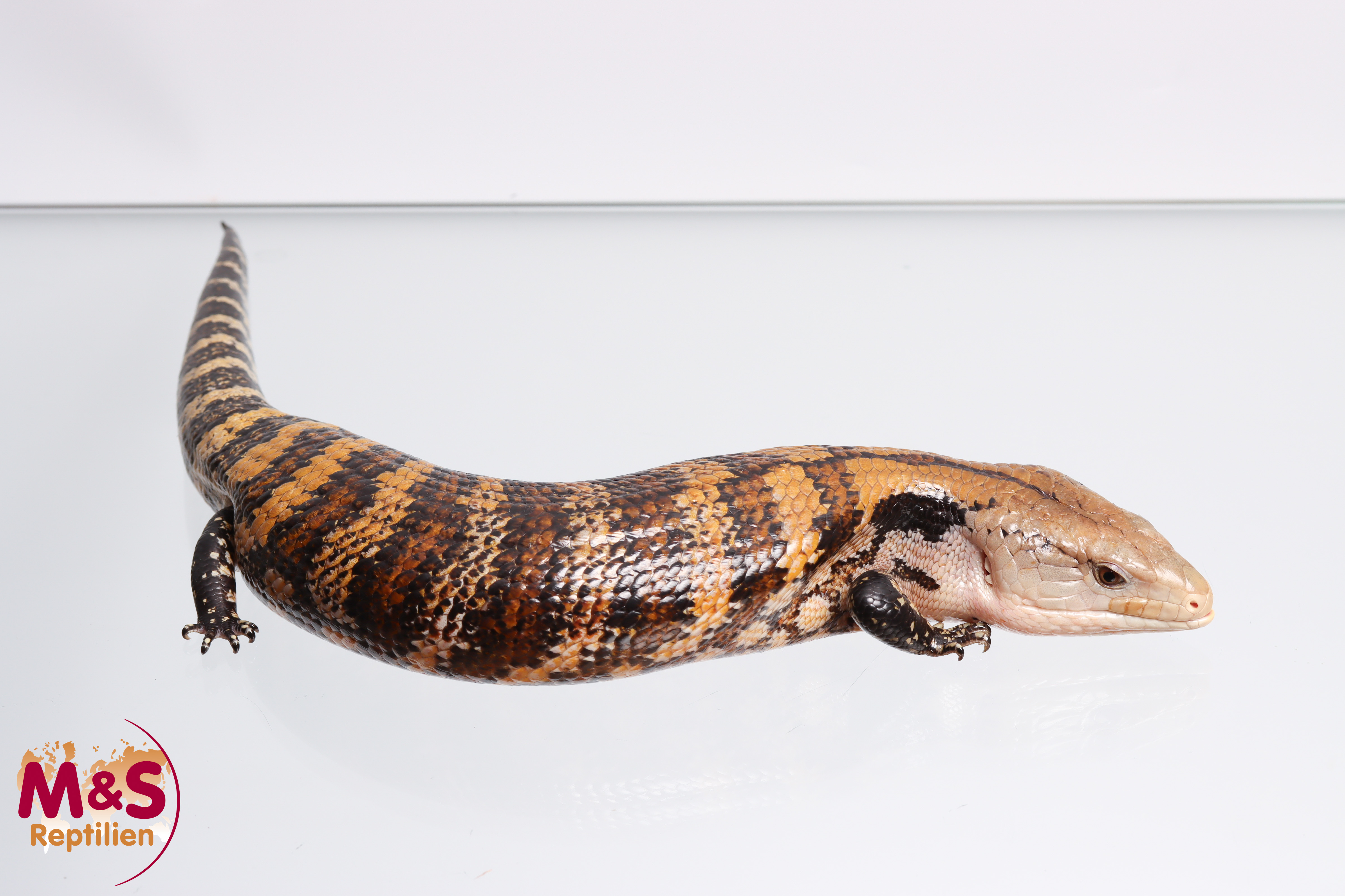 Other Lizards | MS-Reptilien