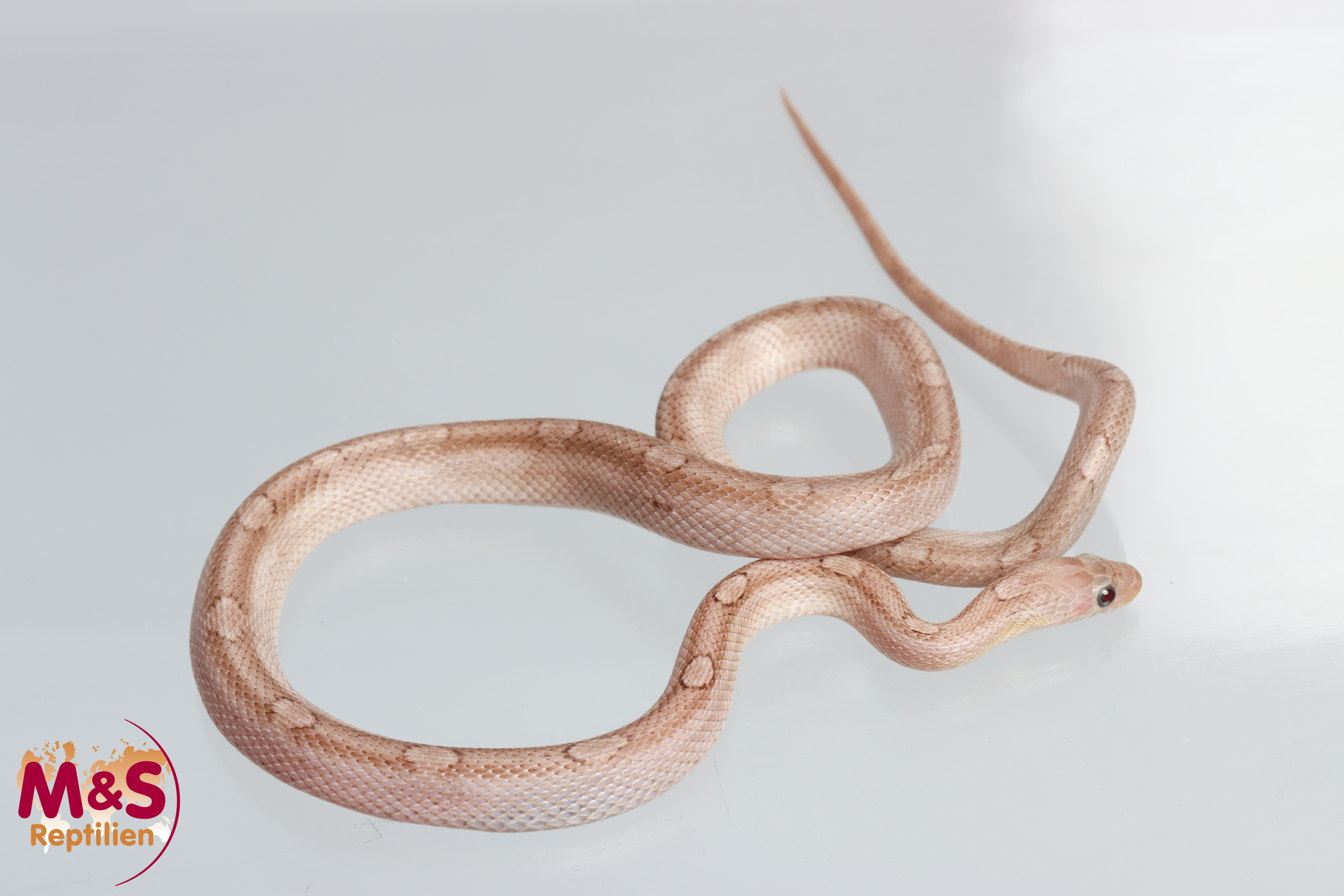 Hypo Pewter Motley Kornnatter  NZ'24 ( ca. 50 cm ) P.guttatus