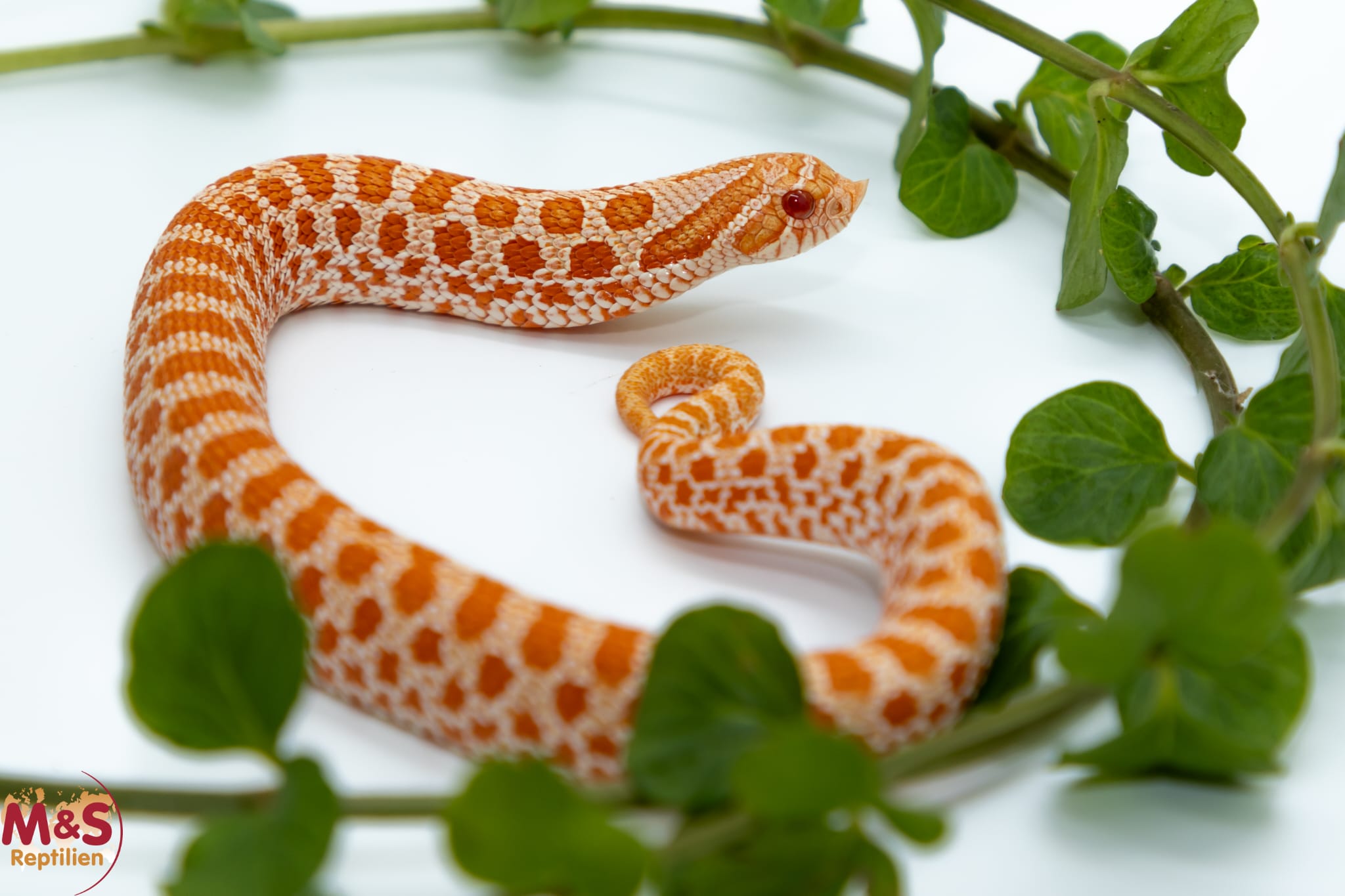 0.1 (Female) Albino het.Sable Hakennasennatter NZ´26 (ca.15-20 cm) Heterodon nasicus