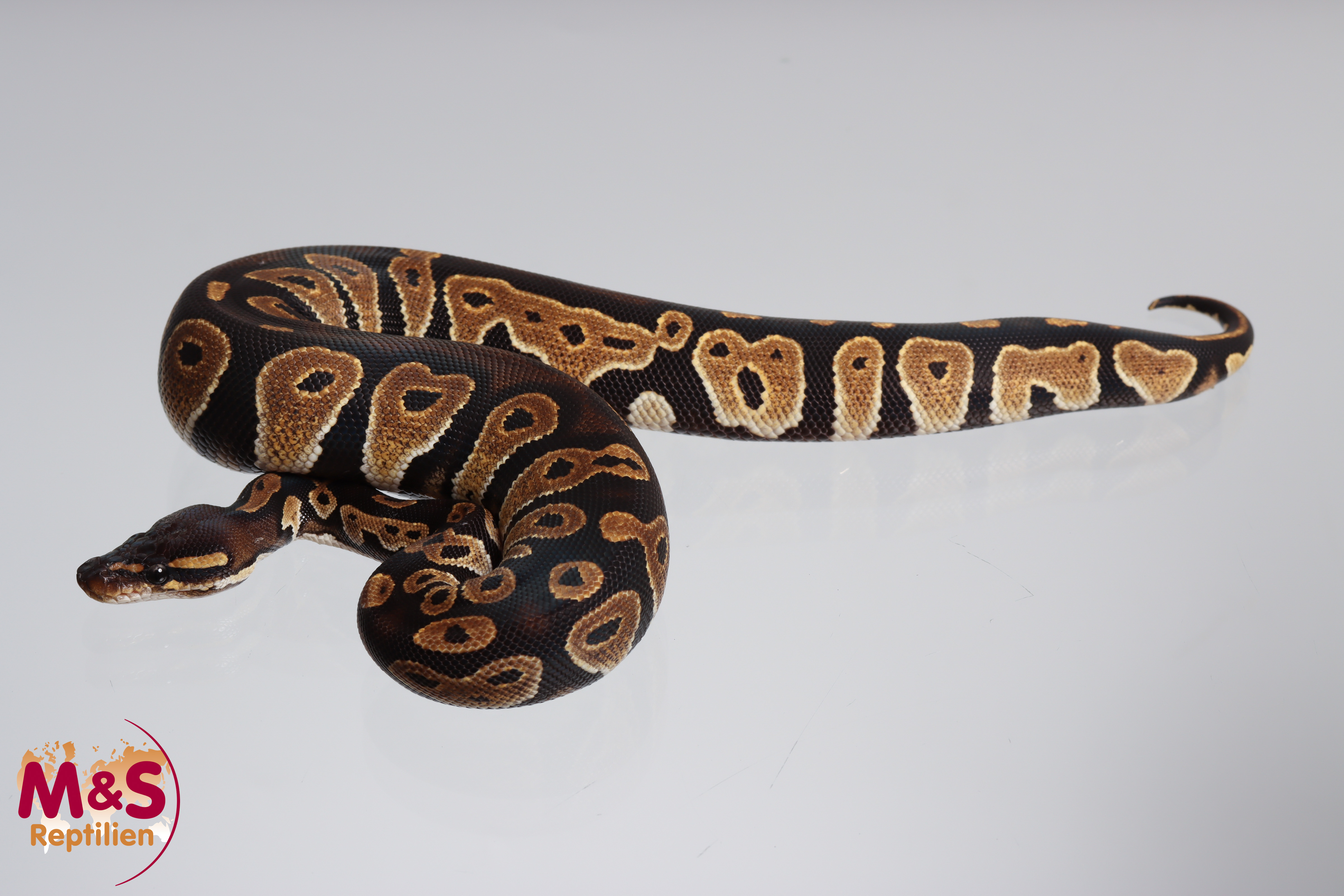 0.1 (Female) Black Head 100 % hetero Ghost poss. het Piebald Königspython NZ´M&S´23 Python regius