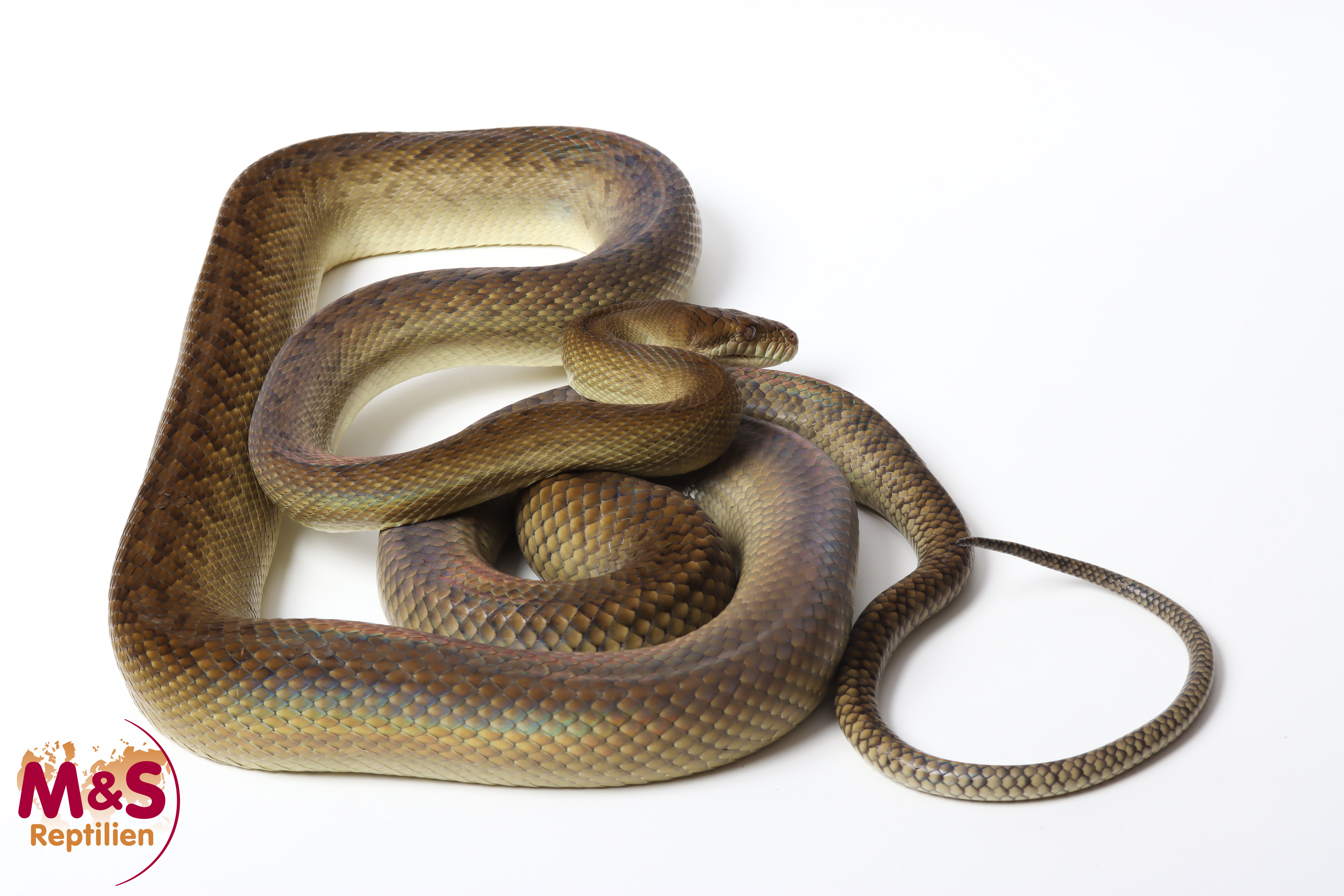0.1 (Female) Amethystpython Jayapura NZ'23 (ca.260 cm) Simalia amethistina