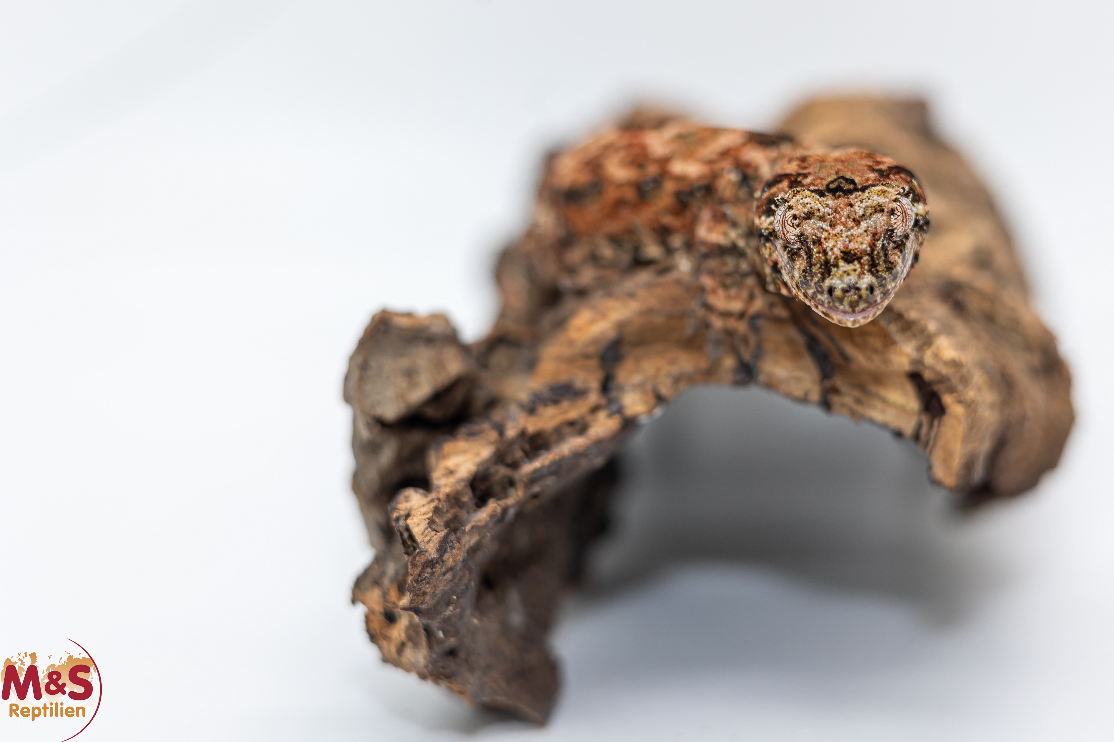 0.1 (Female) -Pine Island- Flechtengecko NZ 25 (medium) Mniarogekko chahoua (Originalbild)