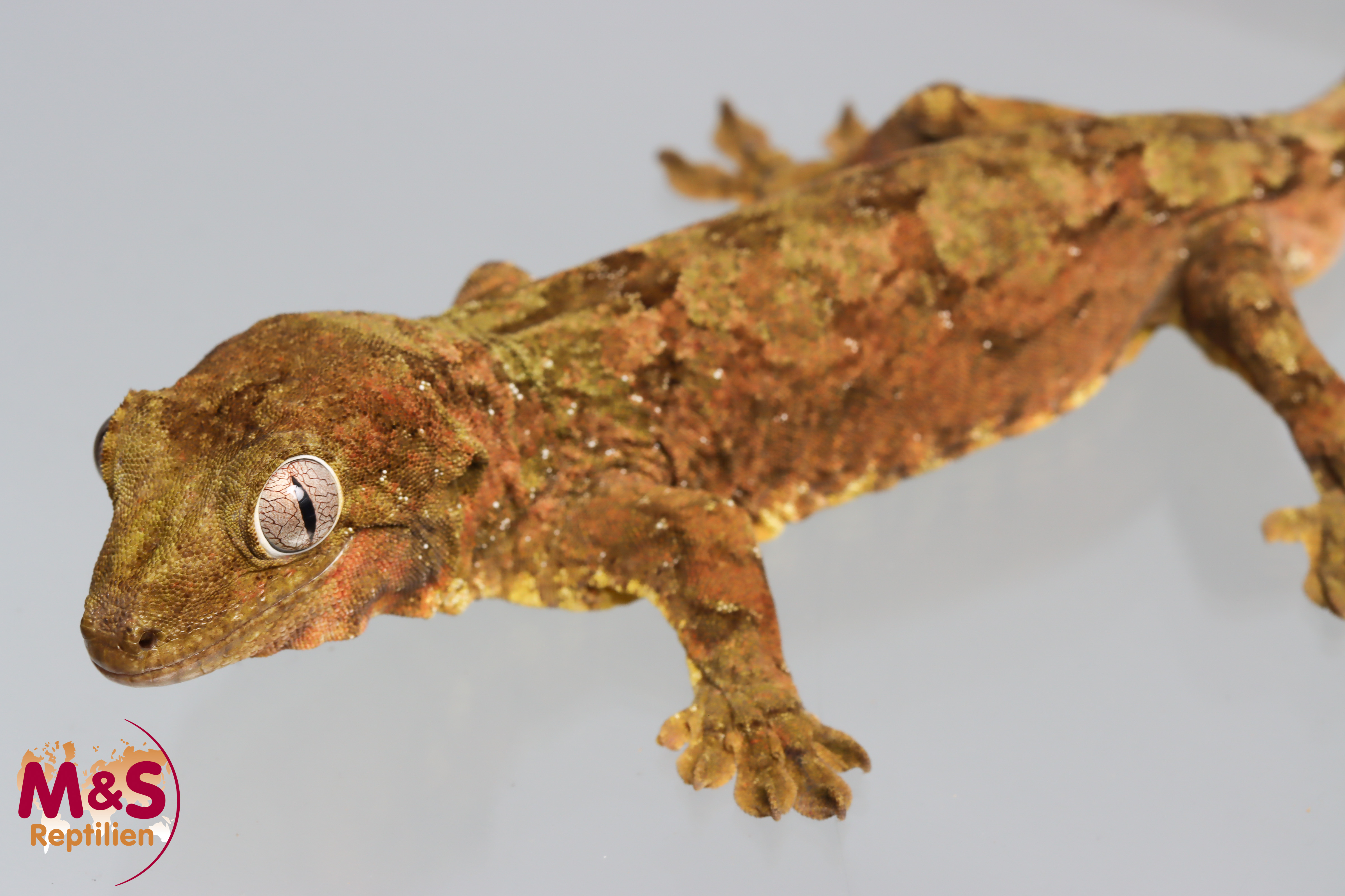 1.0 (Male)  -Jalu Nehoue- Flechtengecko NZ' 23 (adult) Mniarogekko jalu (Originalbild)